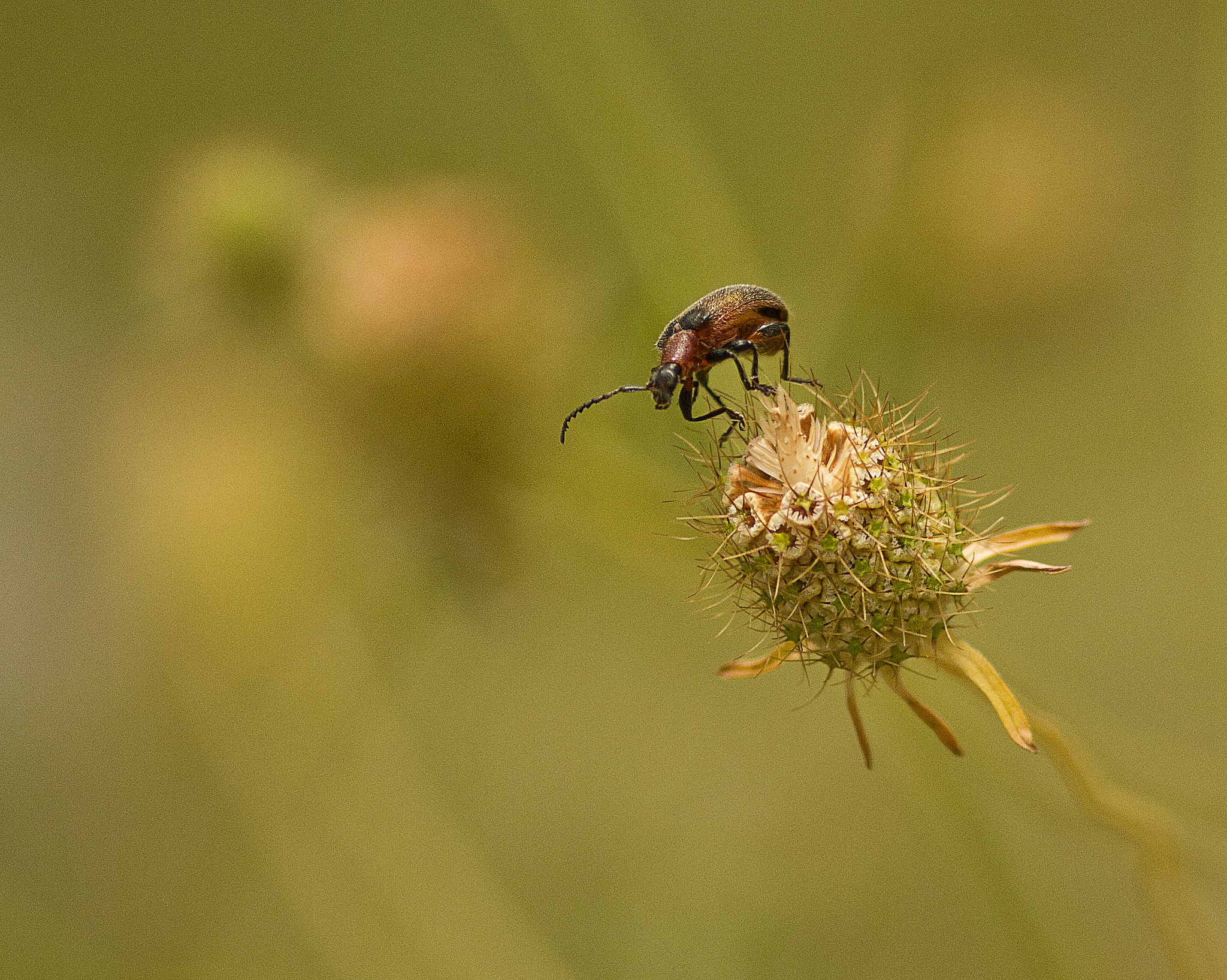 Canon EOS 550D (EOS Rebel T2i / EOS Kiss X4) sample photo. Leaf beetle photography