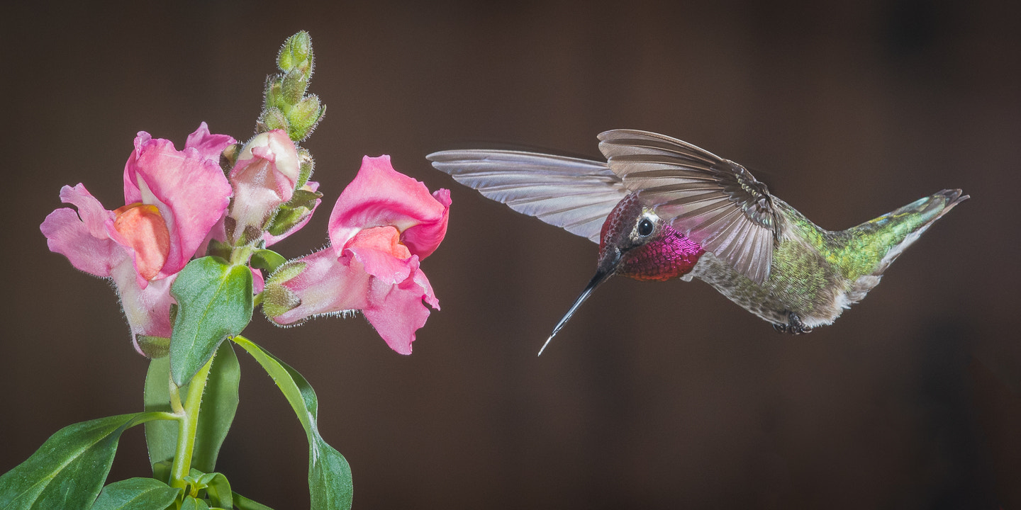 Nikon D500 sample photo. Anna's hummingbird photography