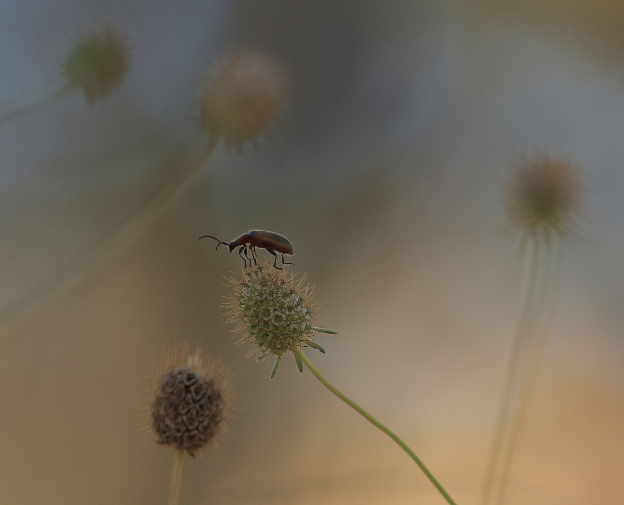 Canon EOS 550D (EOS Rebel T2i / EOS Kiss X4) sample photo. Leaf beetle photography