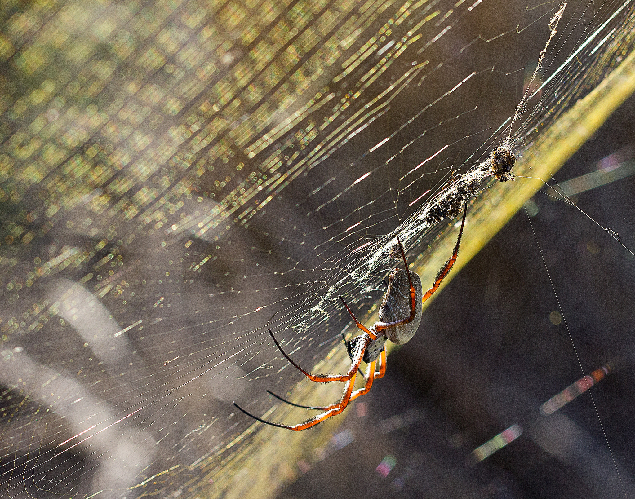 Canon EF 100mm F2.8L Macro IS USM sample photo. Golden orb spider photography