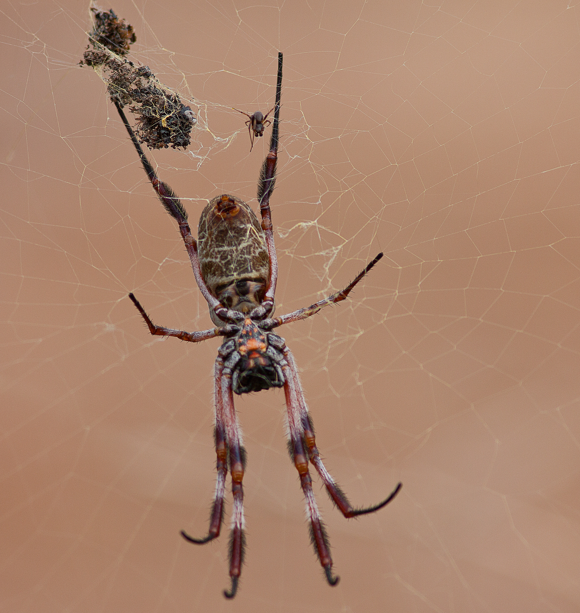 Canon EOS 550D (EOS Rebel T2i / EOS Kiss X4) + Canon EF 300mm F4L IS USM sample photo. Mr and mrs (golden orb spiders) photography