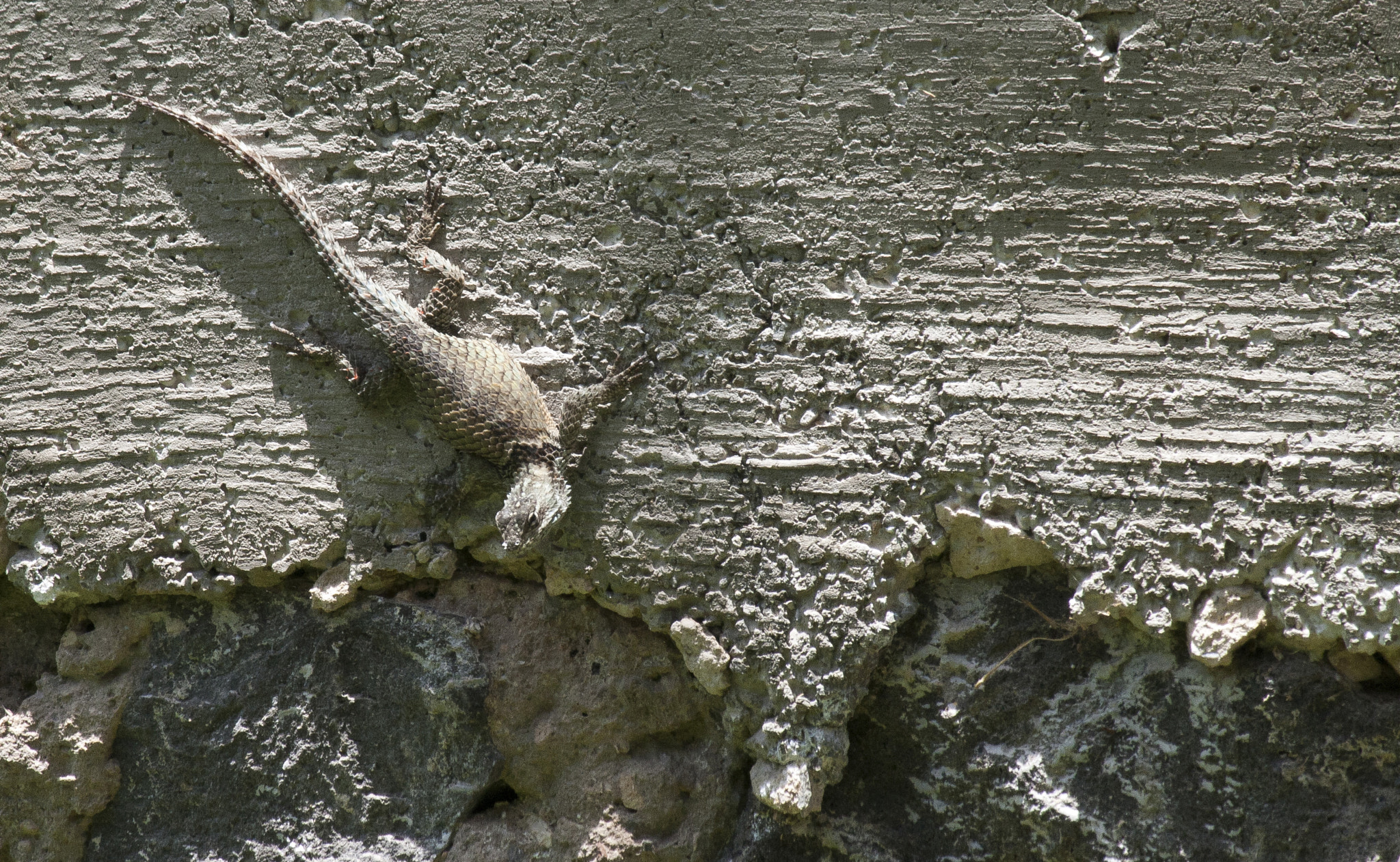 Canon EF-S 55-250mm F4-5.6 IS sample photo. Sombras photography