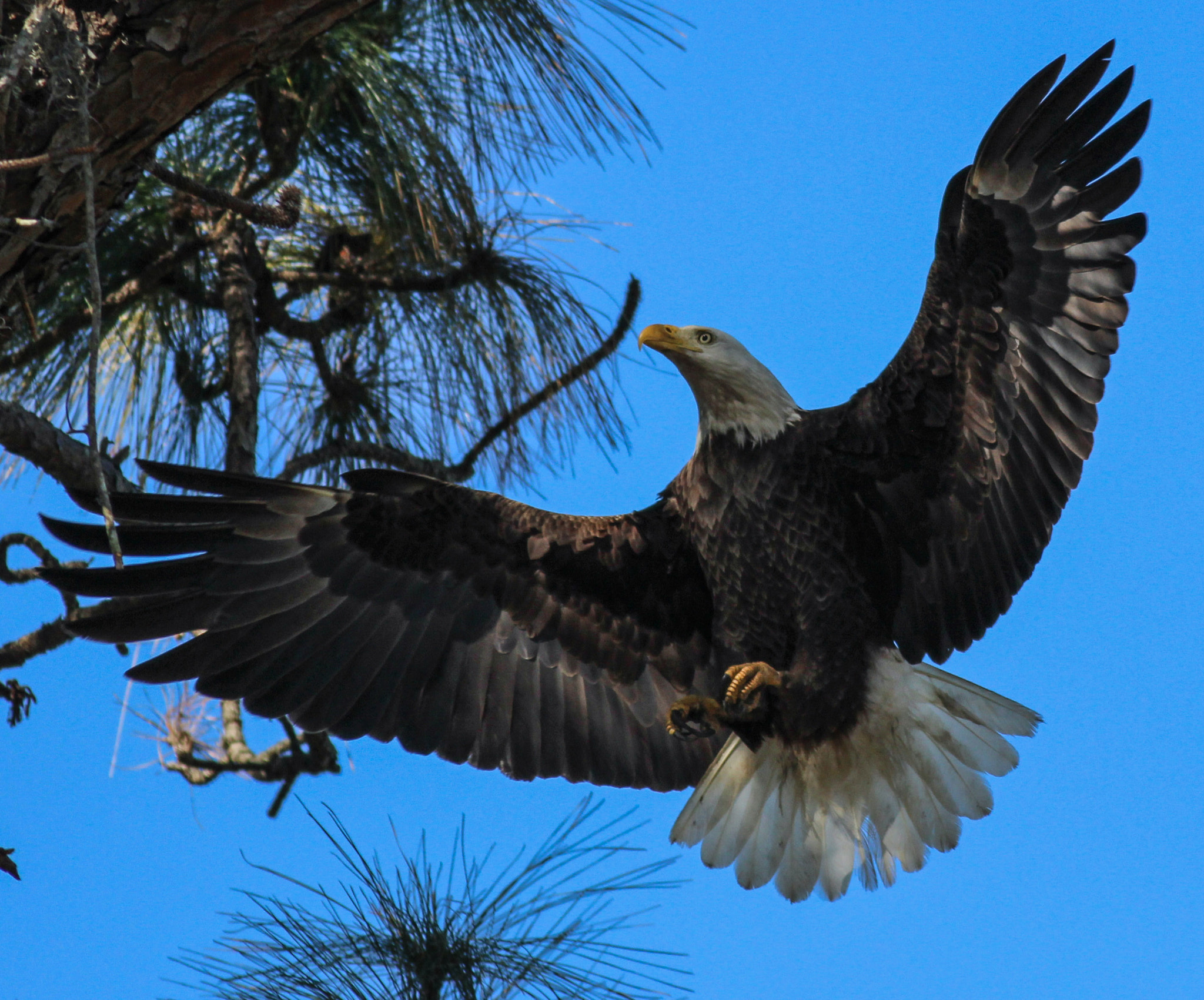 Canon EOS 600D (Rebel EOS T3i / EOS Kiss X5) + Canon EF 400mm F5.6L USM sample photo. Glory days photography