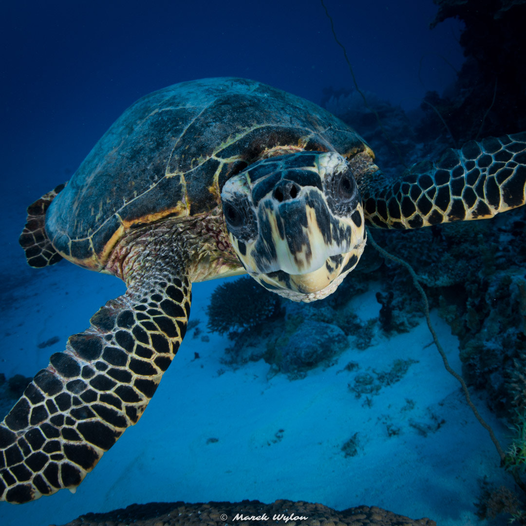 Nikon D800E + Sigma 15mm F2.8 EX DG Diagonal Fisheye sample photo. Turtle | palau | 2015.05.02 photography