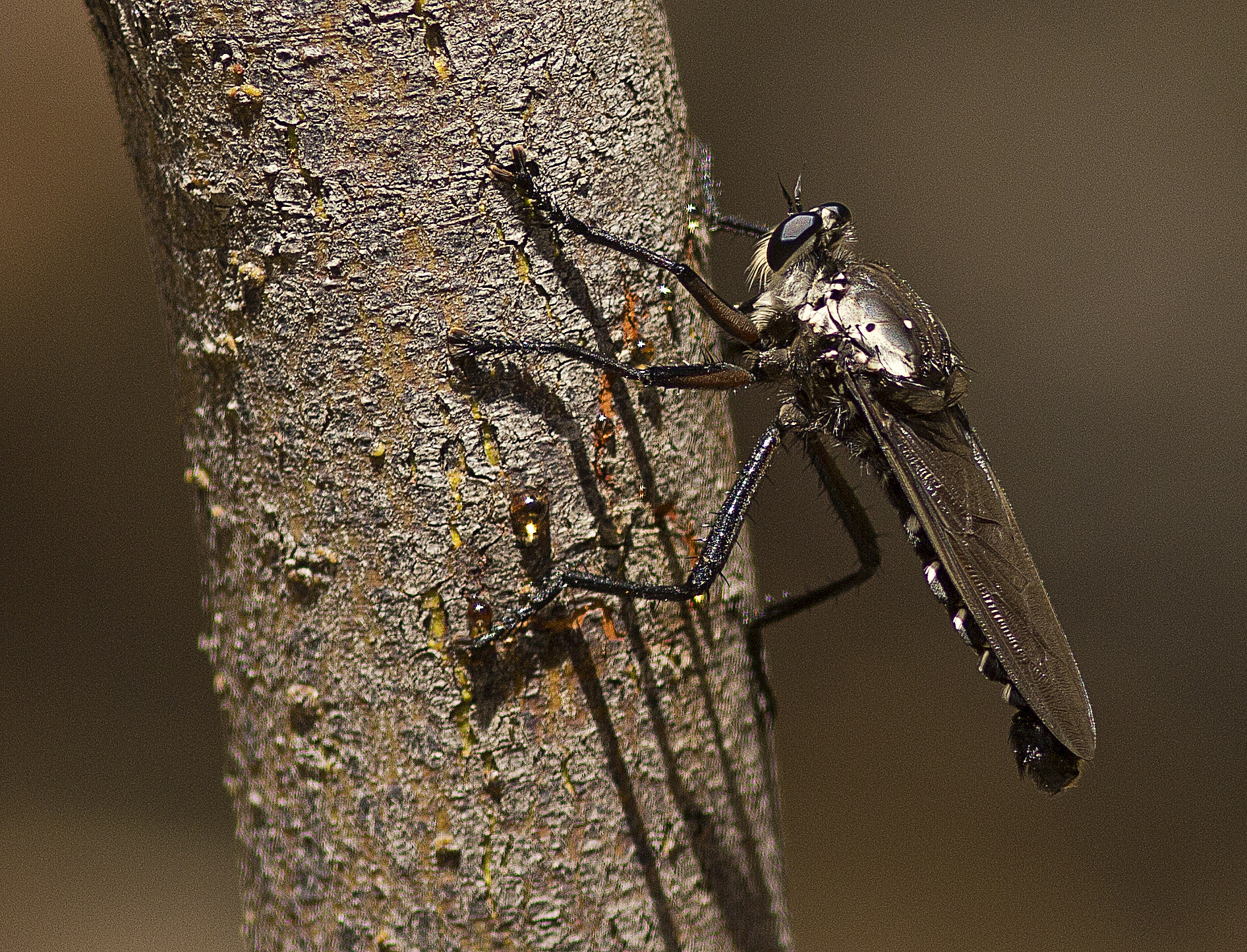 Canon EOS 550D (EOS Rebel T2i / EOS Kiss X4) + Canon EF 300mm F4L IS USM sample photo. Robber fly photography