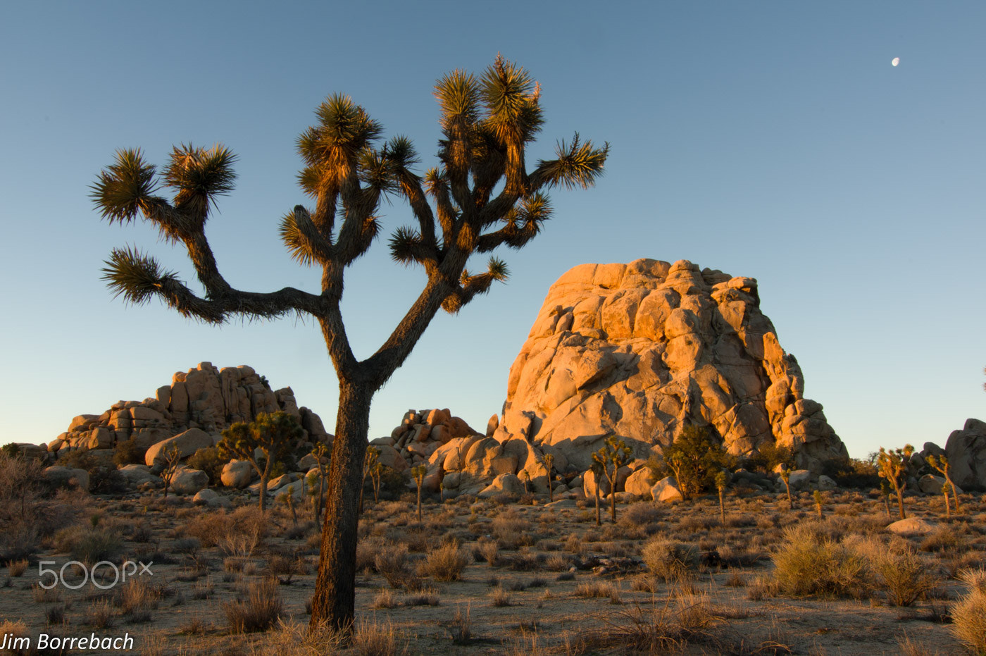 Pentax K-3 II sample photo. Joshua tree np #2 photography