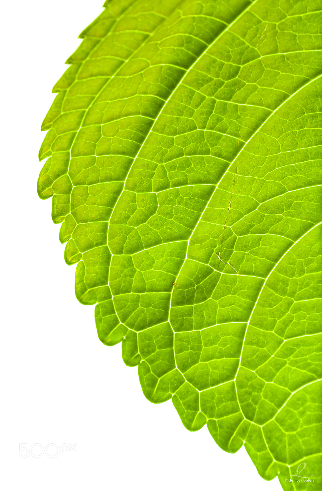 Nikon D300 sample photo. Green leaf © quincey deters photography