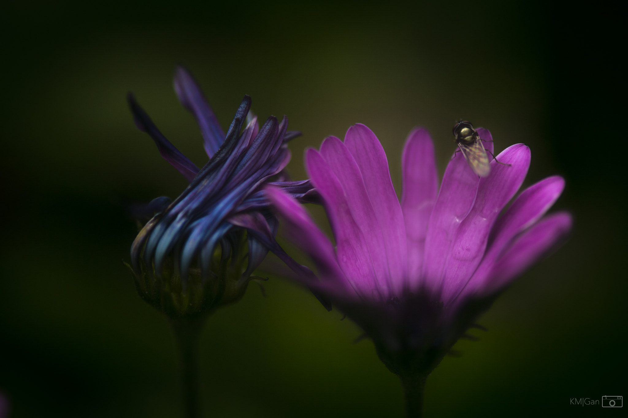 Nikon AF-S Micro-Nikkor 105mm F2.8G IF-ED VR sample photo. Searching... photography