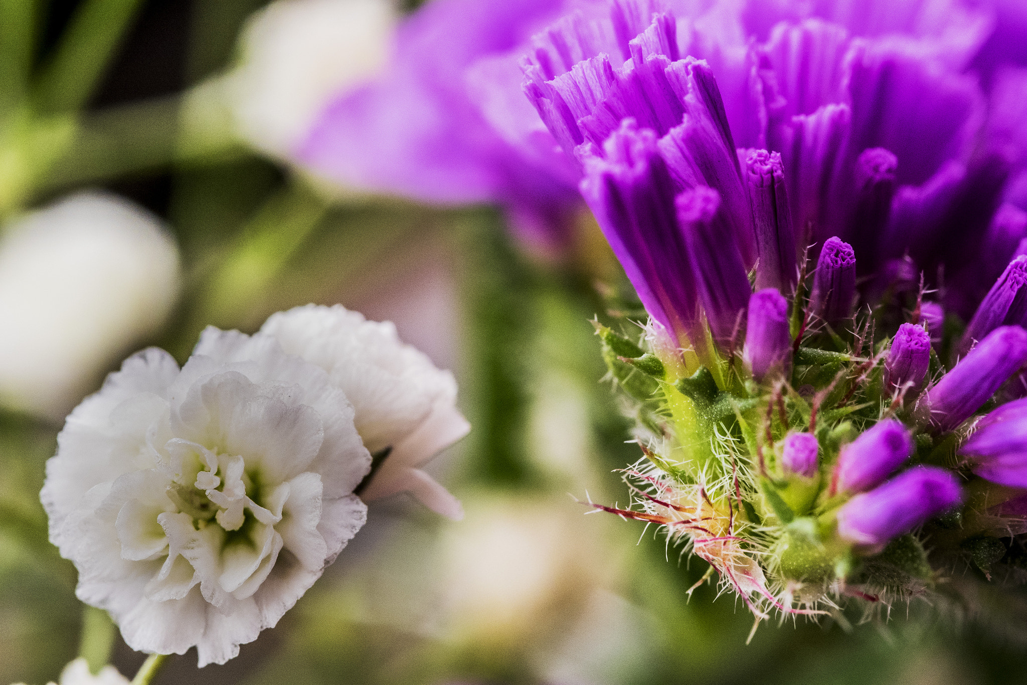 Panasonic Lumix DMC-GM5 + Panasonic Leica DG Macro-Elmarit 45mm F2.8 ASPH OIS sample photo. Purple and white photography