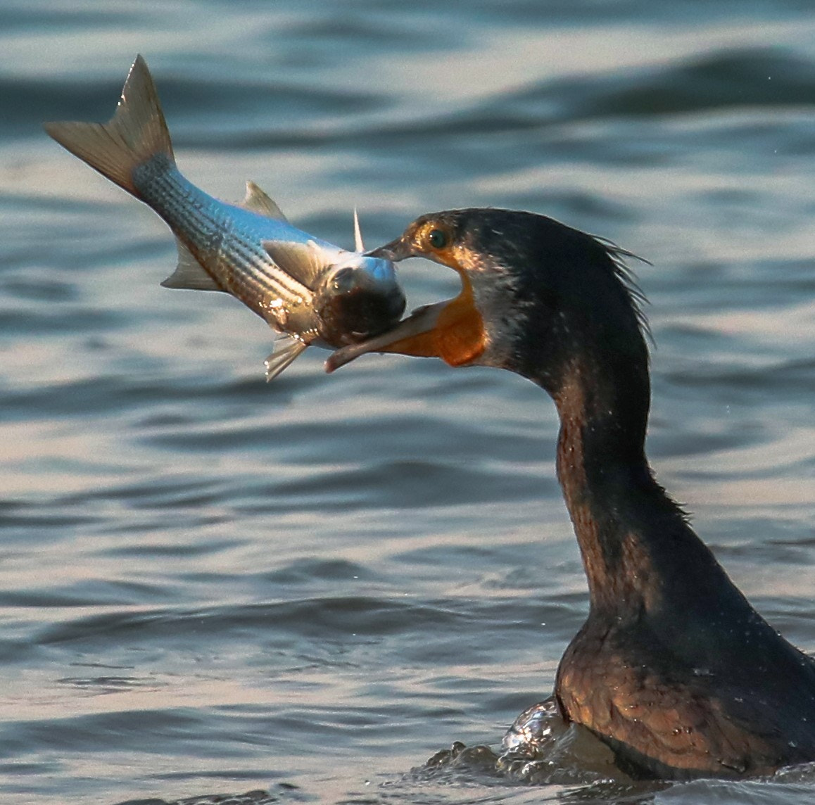 Canon EOS-1D X Mark II sample photo. Cormorant fishing photography