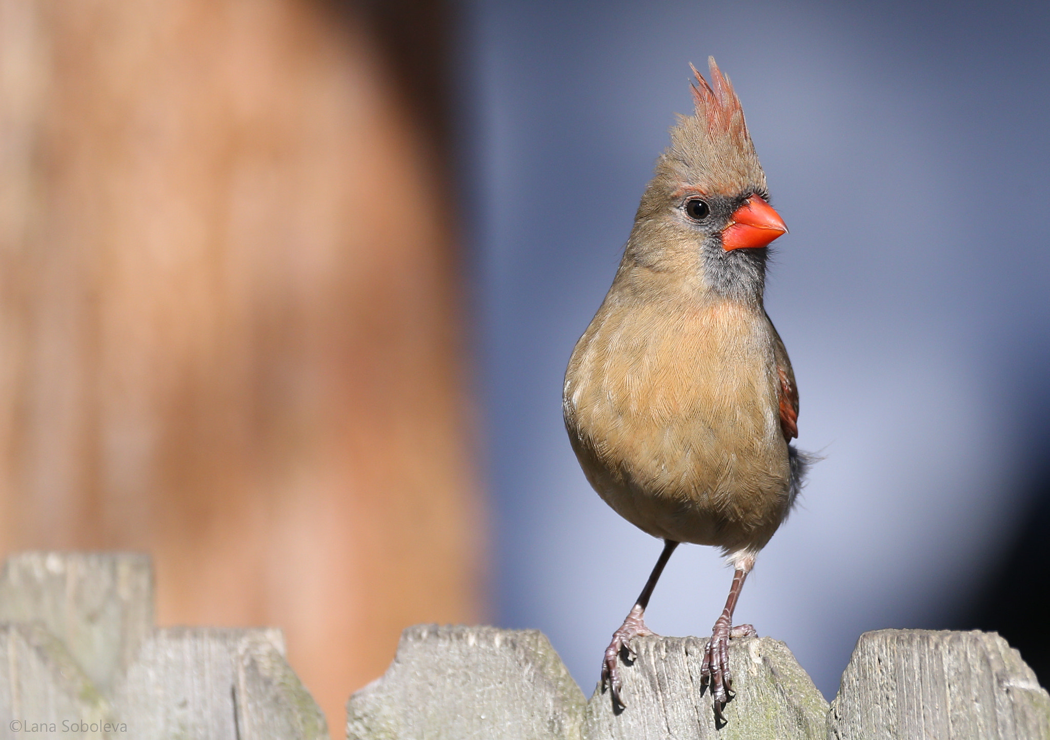 150-600mm F5-6.3 DG OS HSM | Contemporary 015 sample photo. Perky cardinal girl photography