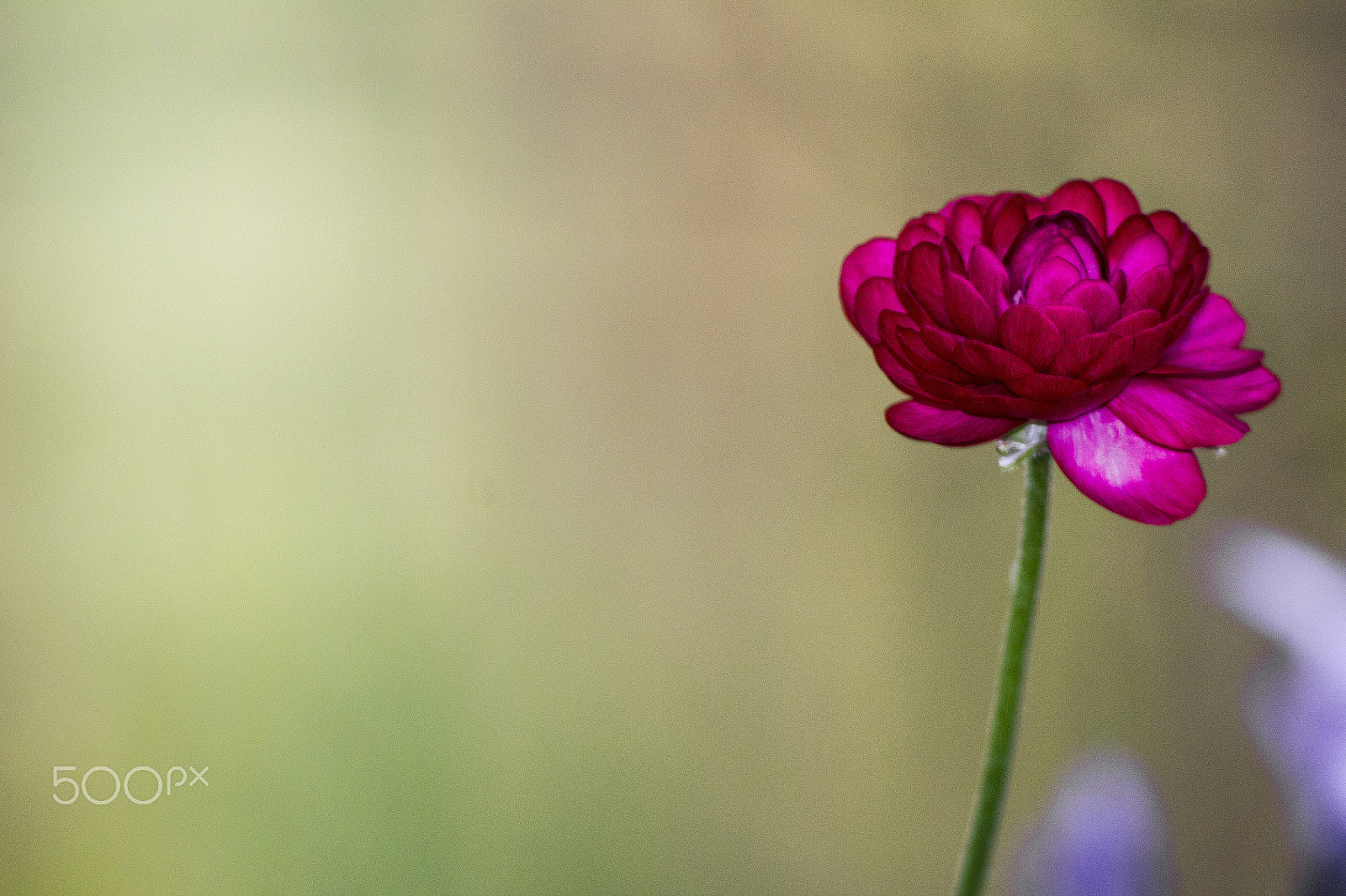 Canon EOS 600D (Rebel EOS T3i / EOS Kiss X5) sample photo. Flower photography