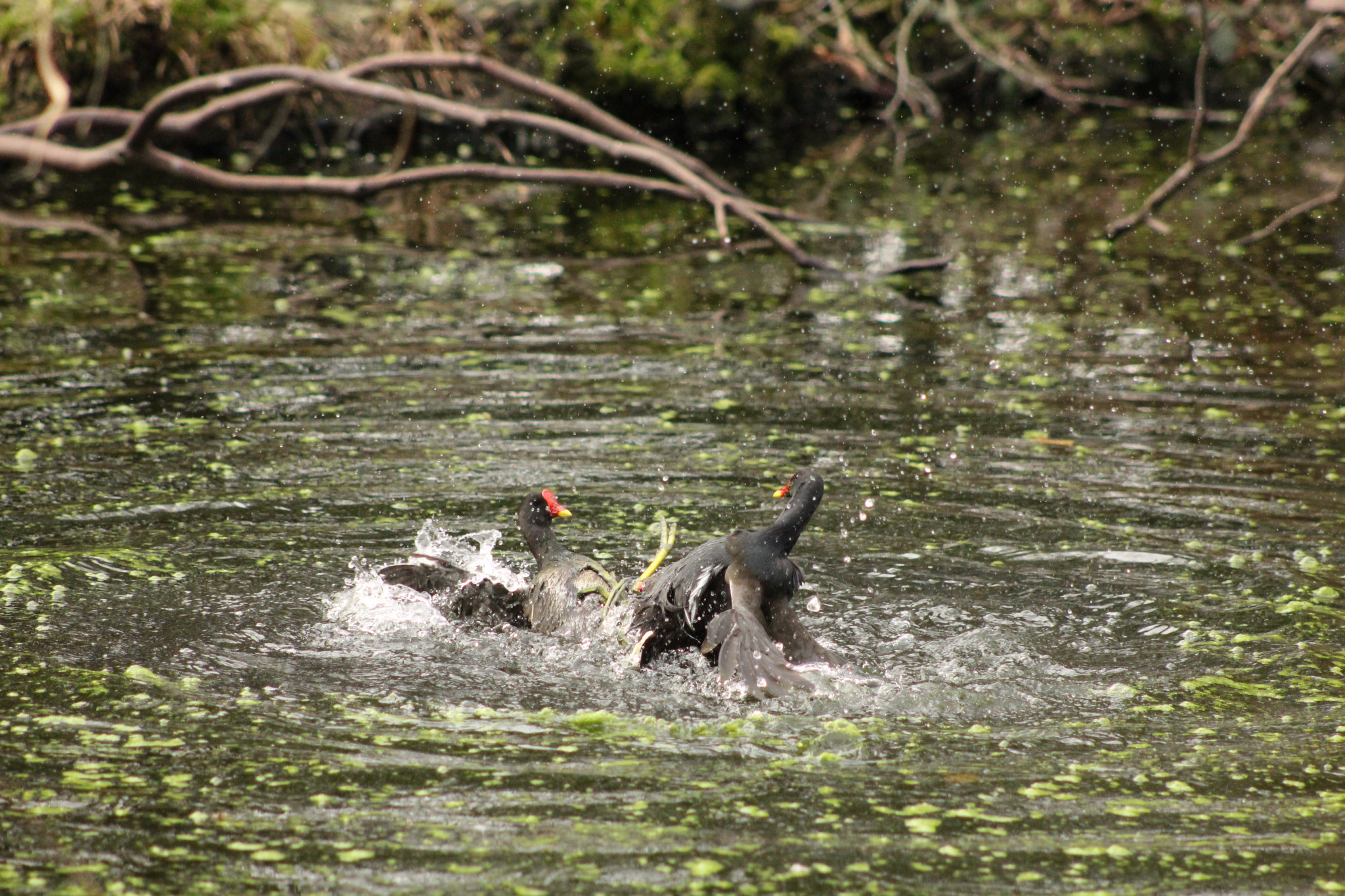 Canon EF 75-300mm f/4-5.6 USM sample photo. Yep, even the birds are fighting. photography