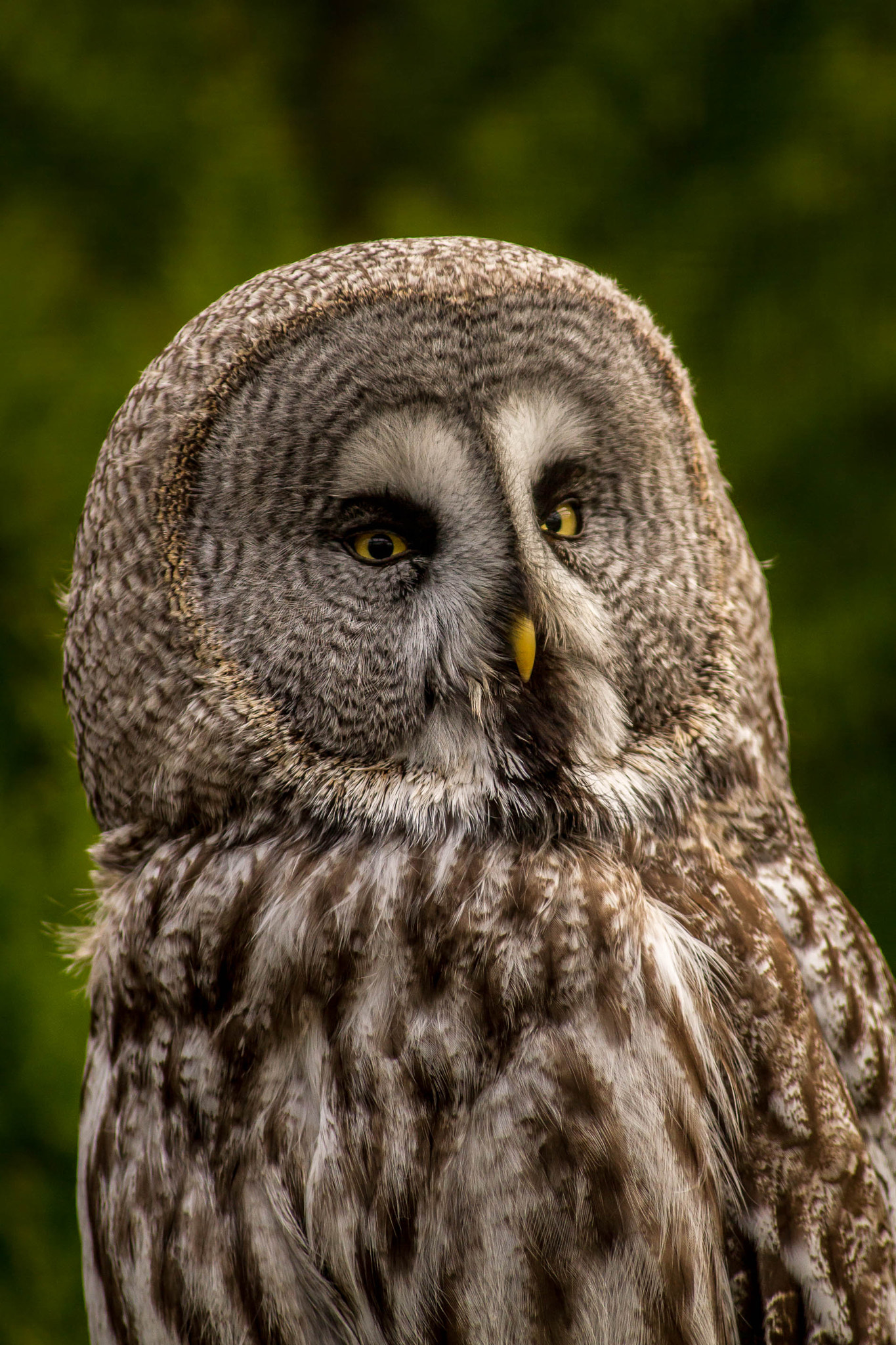 Canon EOS 7D + Sigma 50-200mm F4-5.6 DC OS HSM sample photo. Great grey owl photography