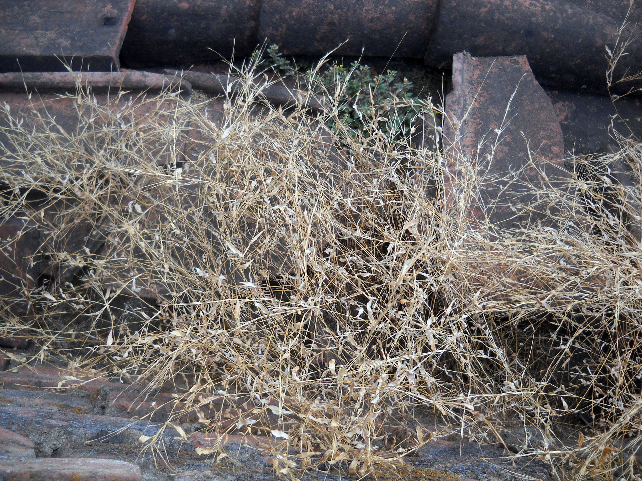 Nikon Coolpix L20 sample photo. Dried grass to be used in organic art photography