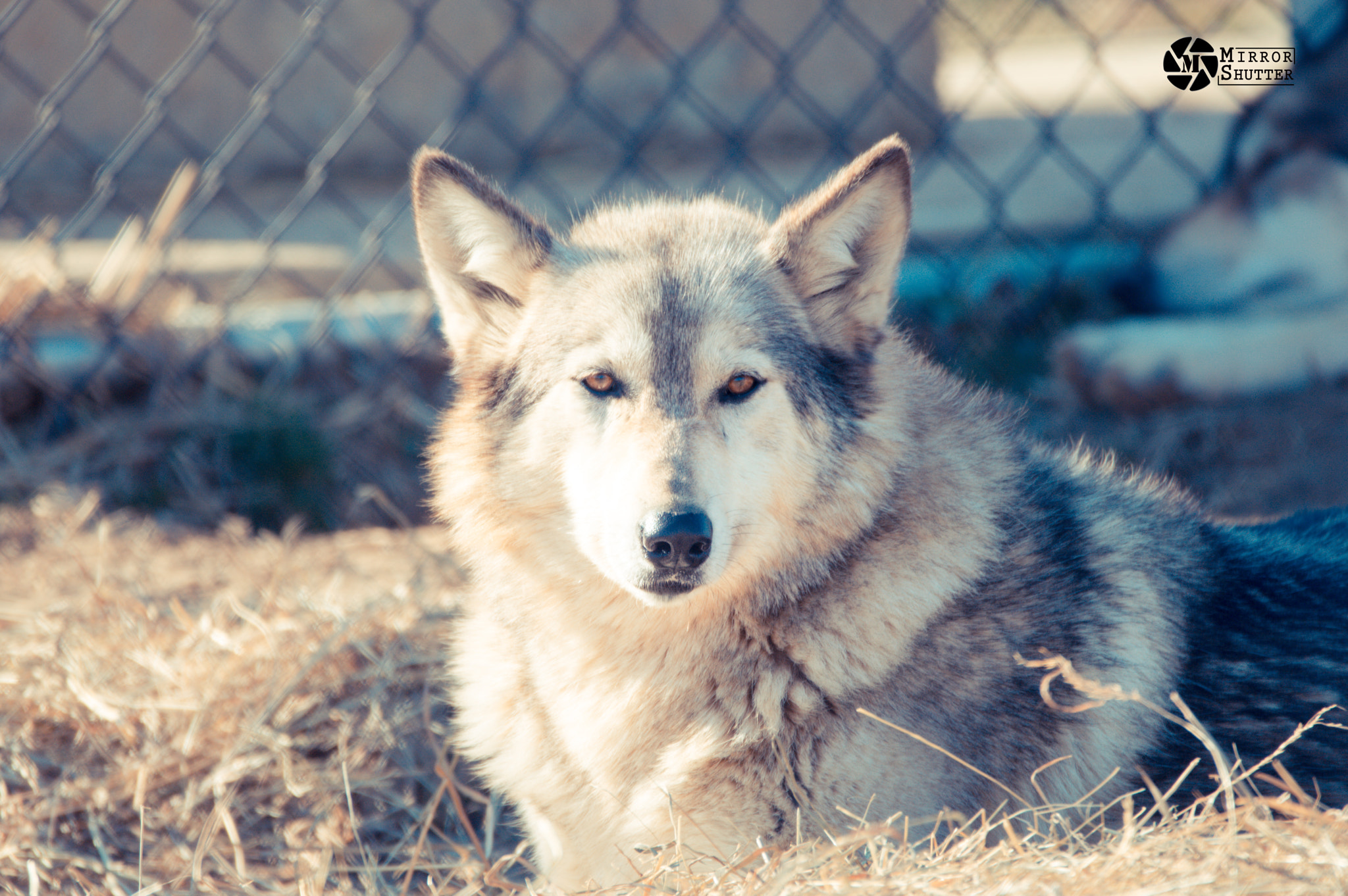 Sigma 150-600mm F5-6.3 DG OS HSM | C sample photo. Wolf photography