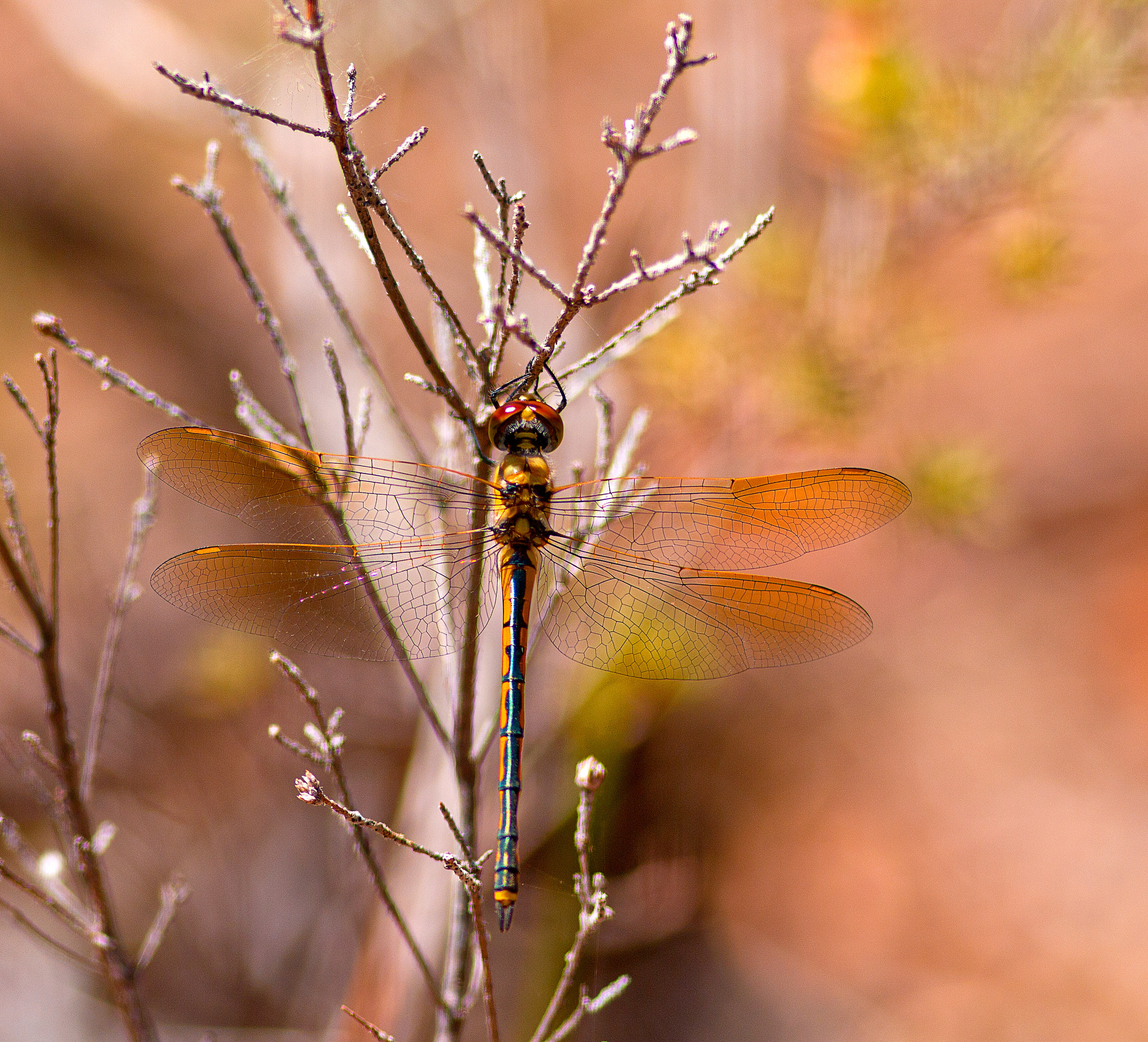 Canon EOS 550D (EOS Rebel T2i / EOS Kiss X4) + Canon EF 300mm F4L IS USM sample photo. Dragonfly photography