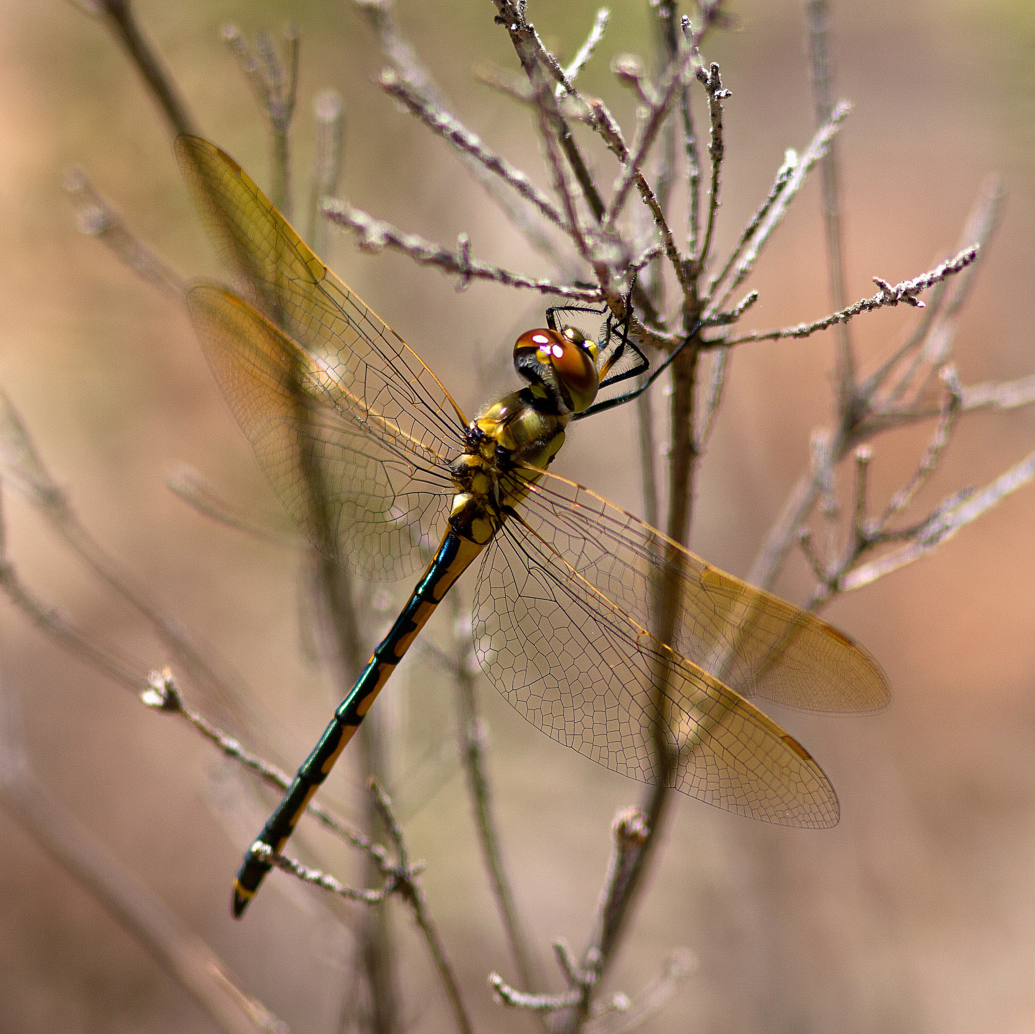 Canon EOS 550D (EOS Rebel T2i / EOS Kiss X4) + Canon EF 300mm F4L IS USM sample photo. Dragonfly photography