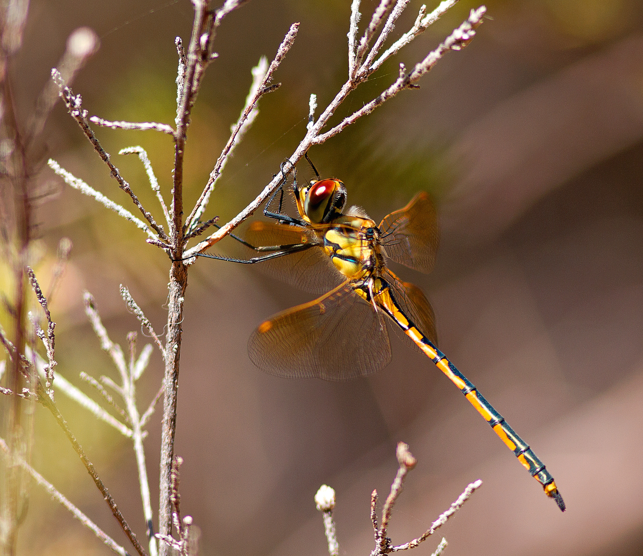 Canon EOS 550D (EOS Rebel T2i / EOS Kiss X4) + Canon EF 300mm F4L IS USM sample photo. Dragonfly photography