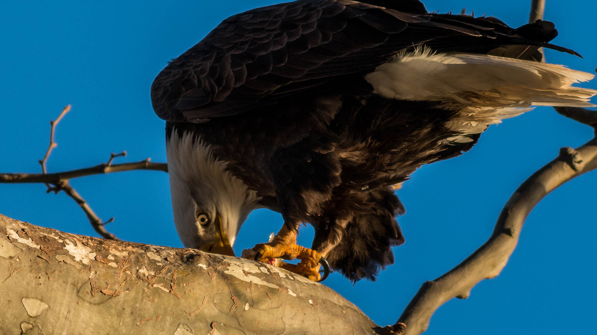 Canon EOS 70D + Canon EF 400mm F5.6L USM sample photo. Menacing stare photography
