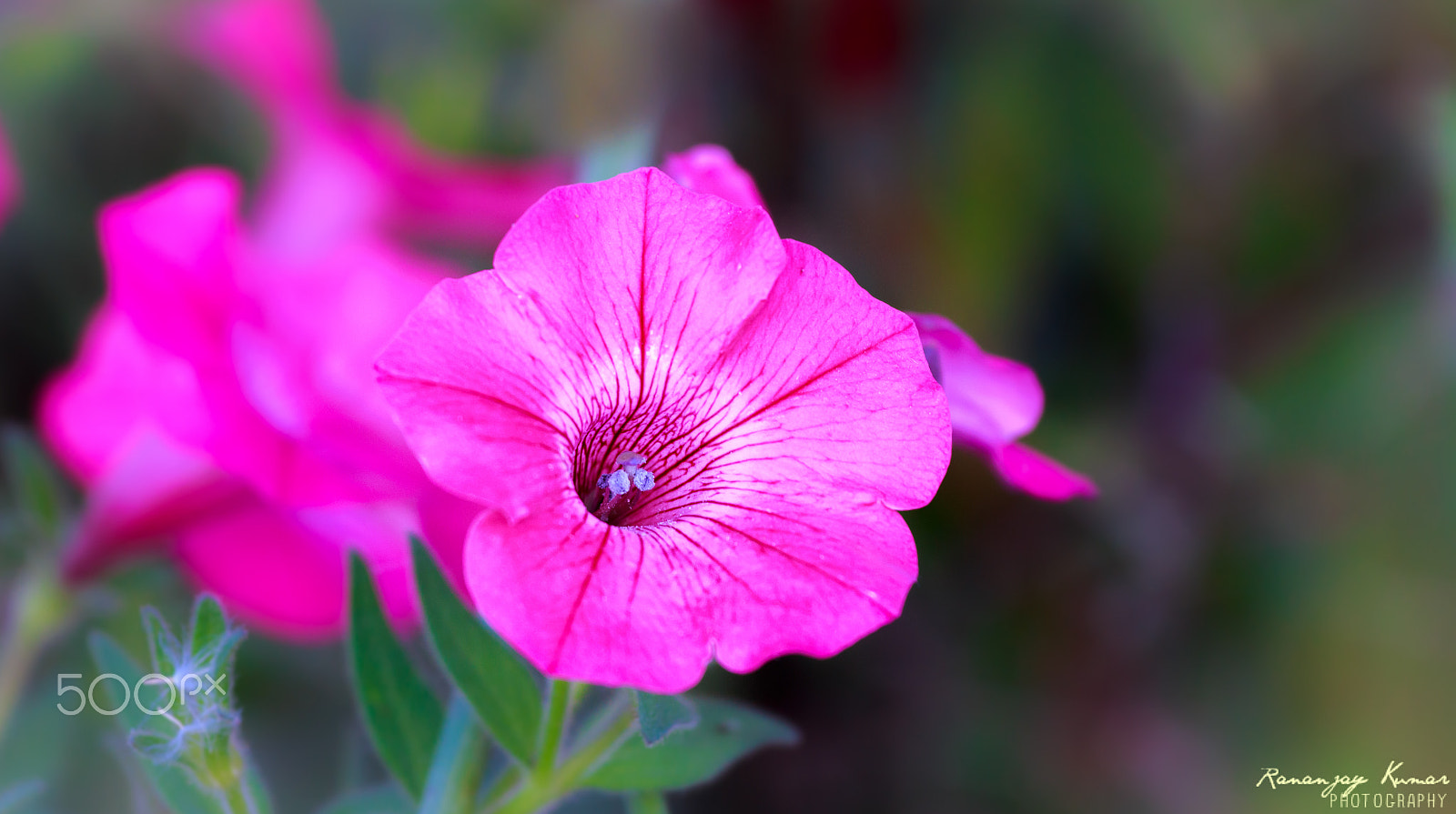 Canon EOS 70D + Canon EF 70-200mm F4L IS USM sample photo. Nature's beauty photography