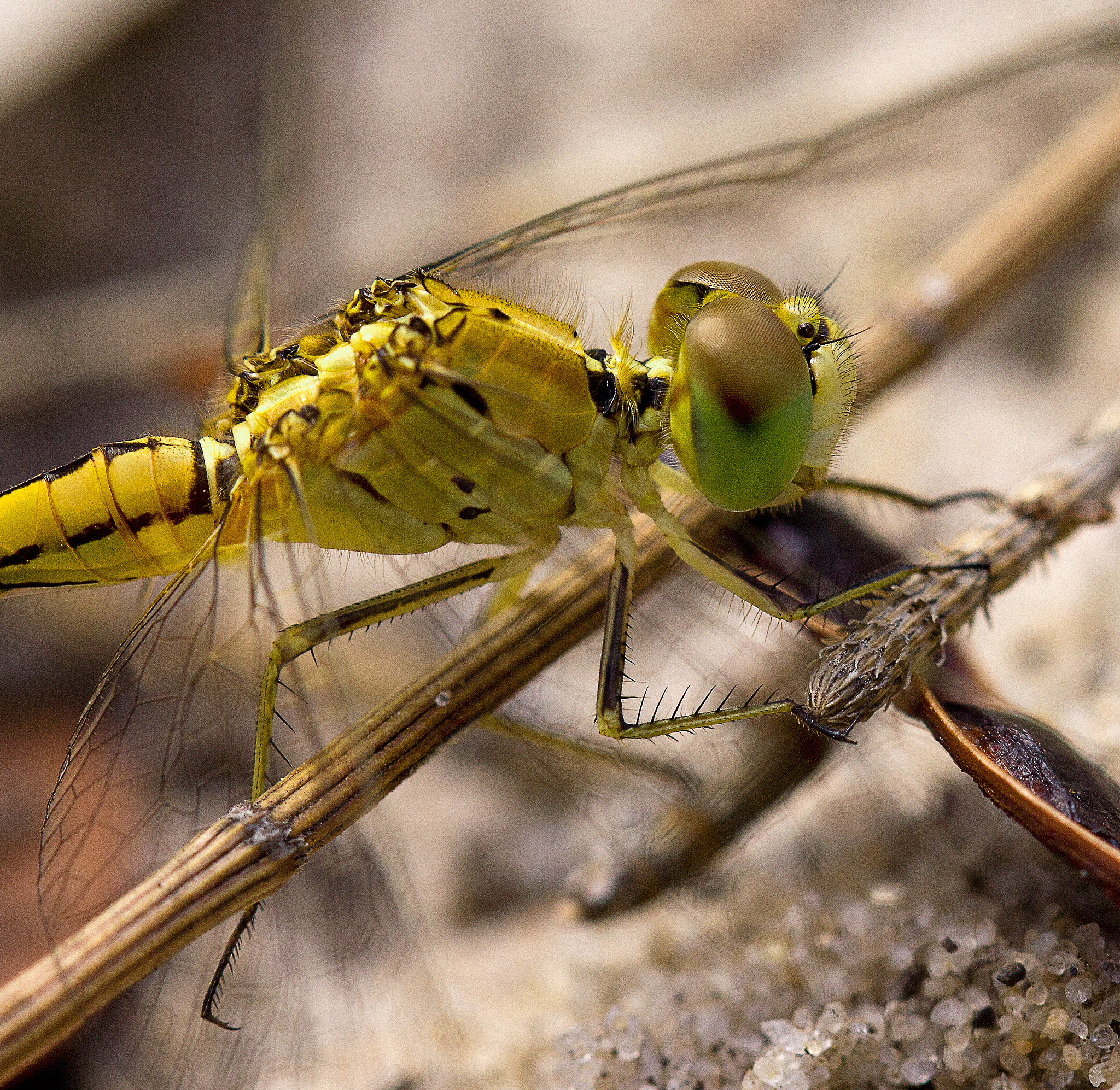 Canon EF 100mm F2.8L Macro IS USM sample photo. Dragonfly macro photography