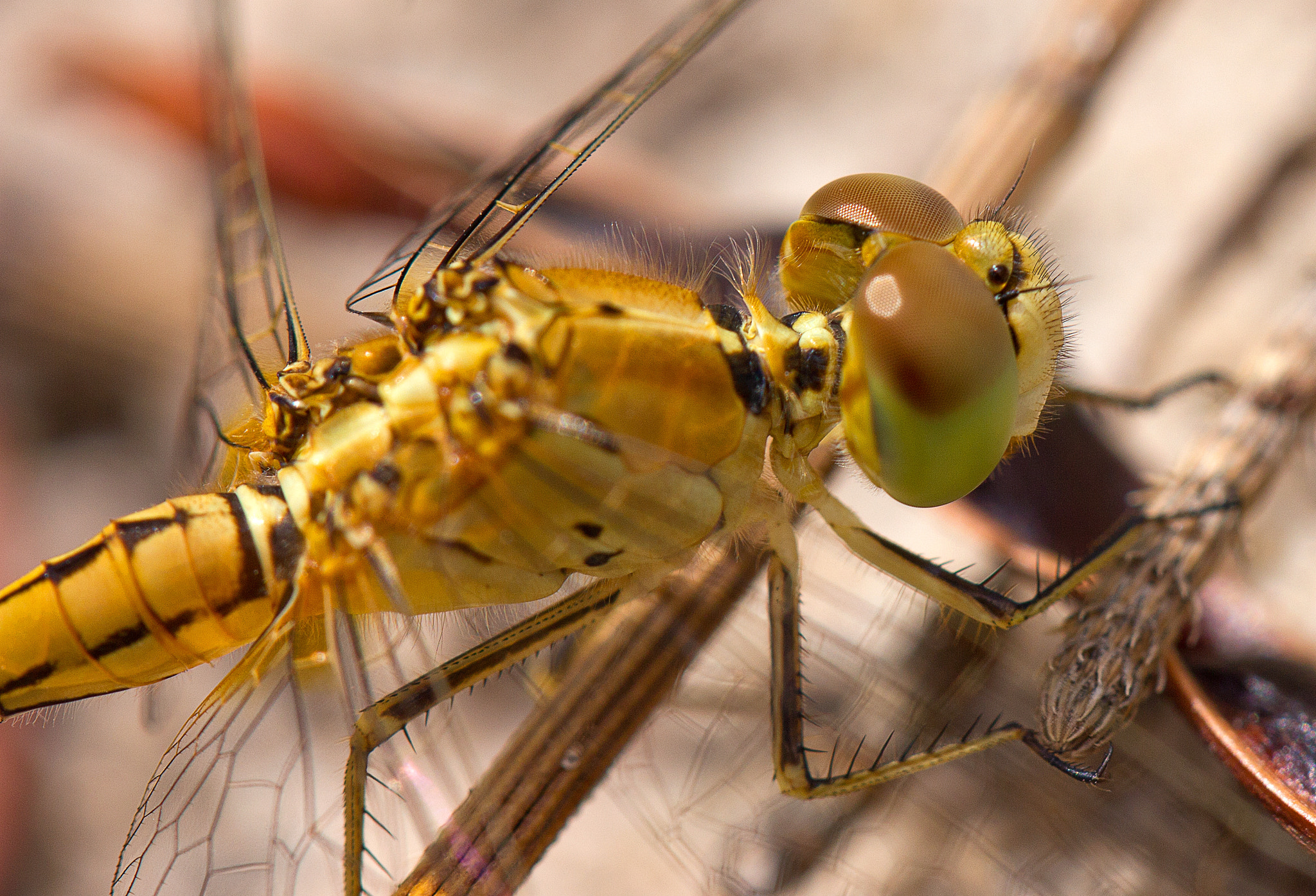 Canon EF 100mm F2.8L Macro IS USM sample photo. Dragonfly macro photography