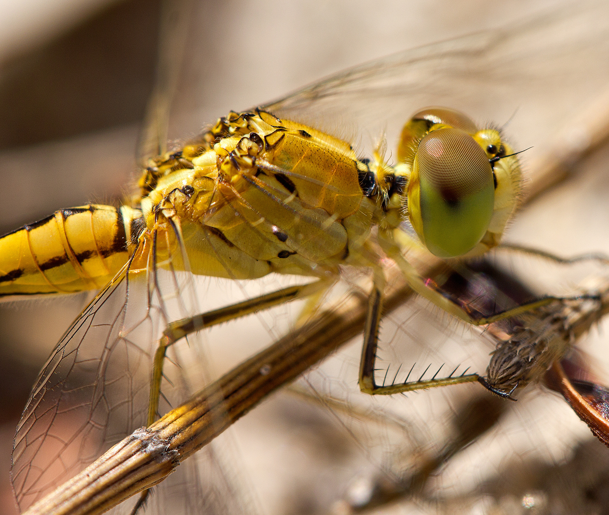 Canon EF 100mm F2.8L Macro IS USM sample photo. Dragonfly macro photography