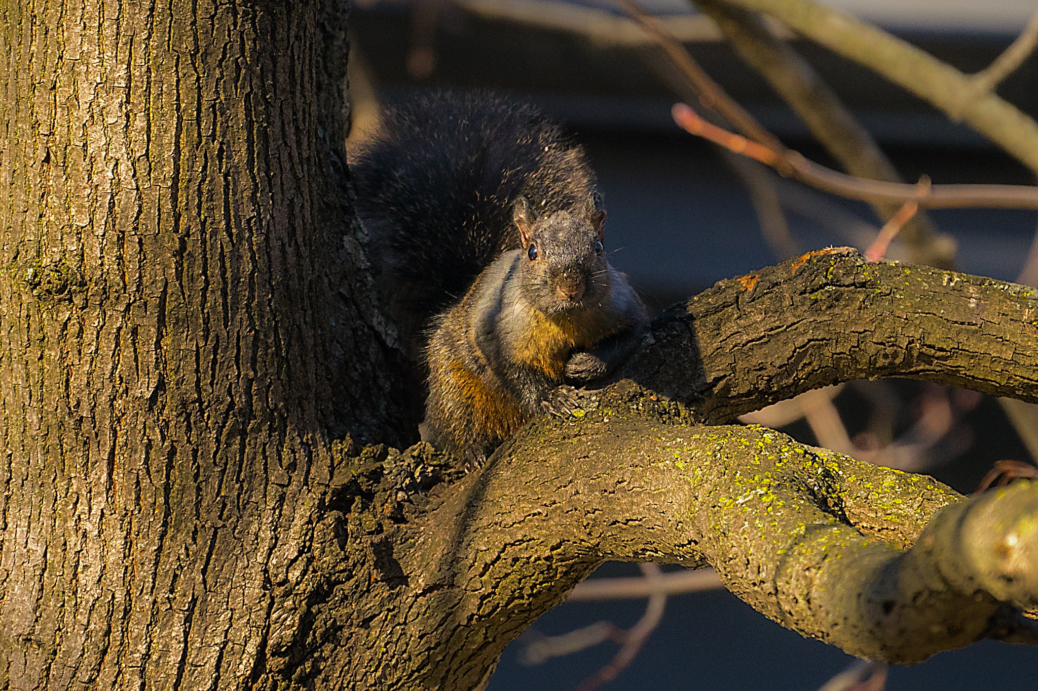 Sony FE 70-300mm F4.5-5.6 G OSS sample photo. Staring contest photography