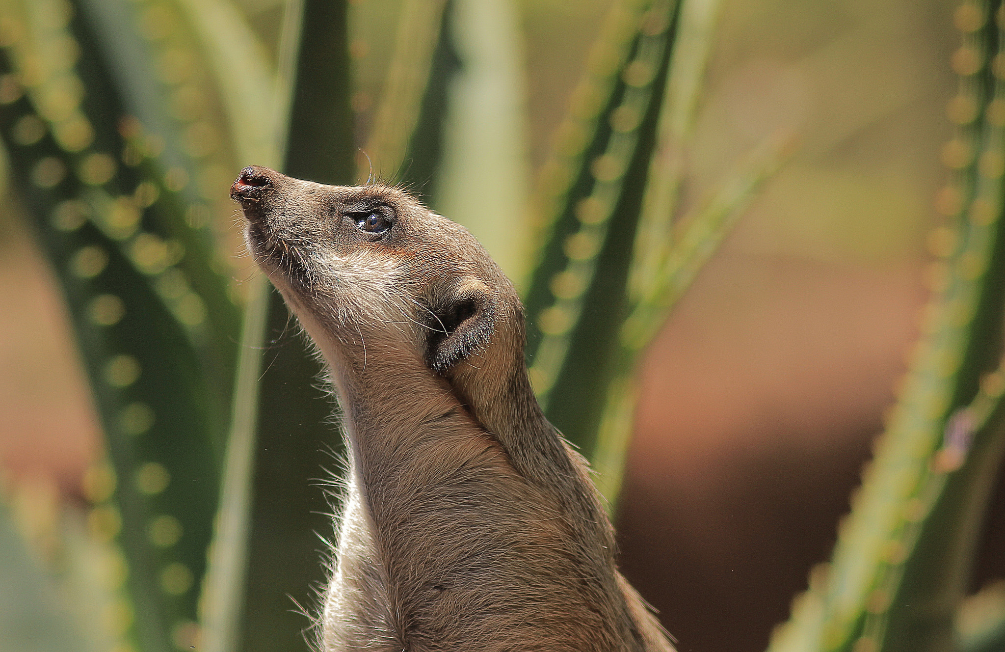 Canon EOS 550D (EOS Rebel T2i / EOS Kiss X4) sample photo. Meerkat at adelaide zoo photography