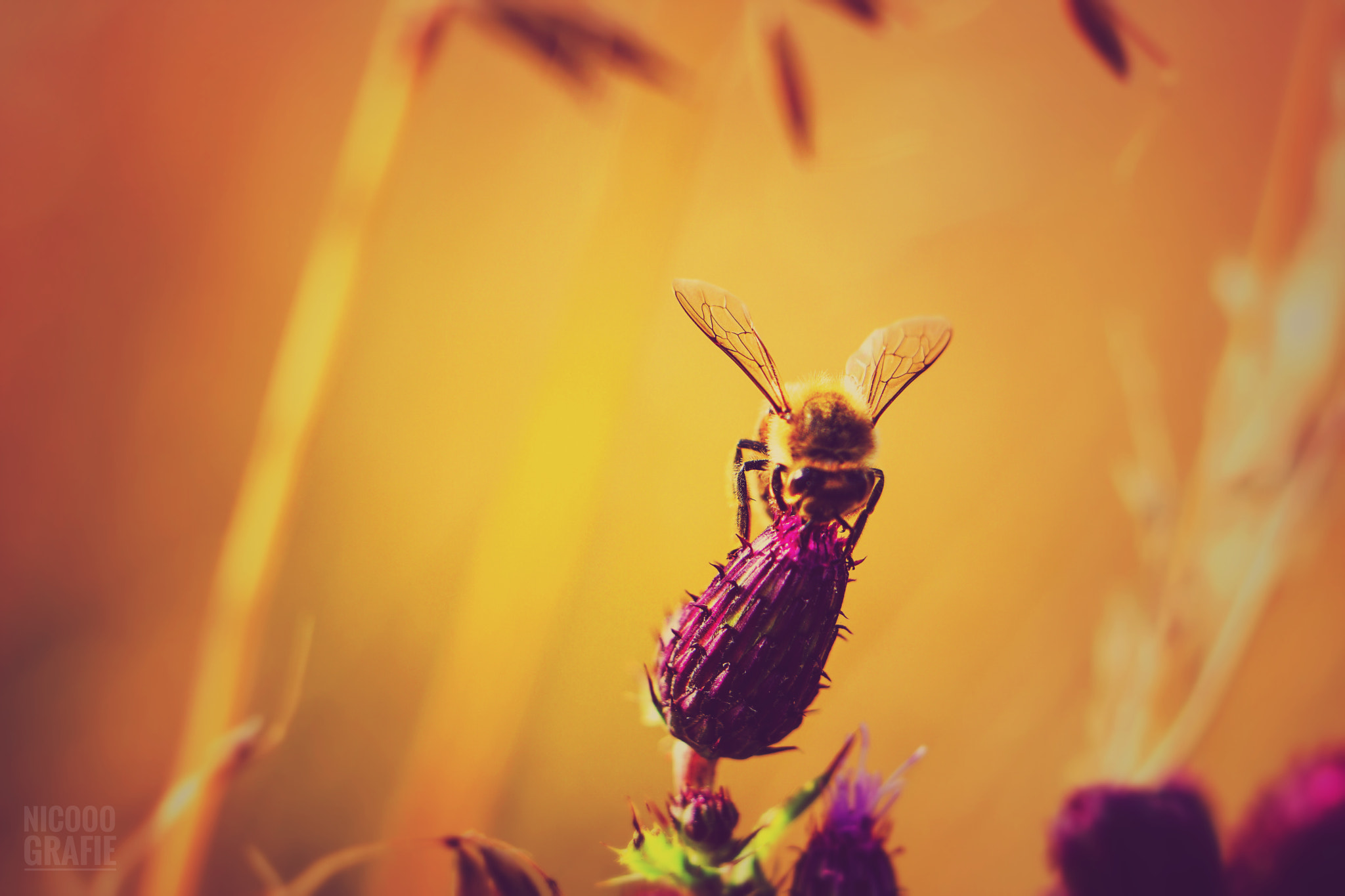 Sony a6300 + E 50mm F1.8 OSS sample photo. Bee photography