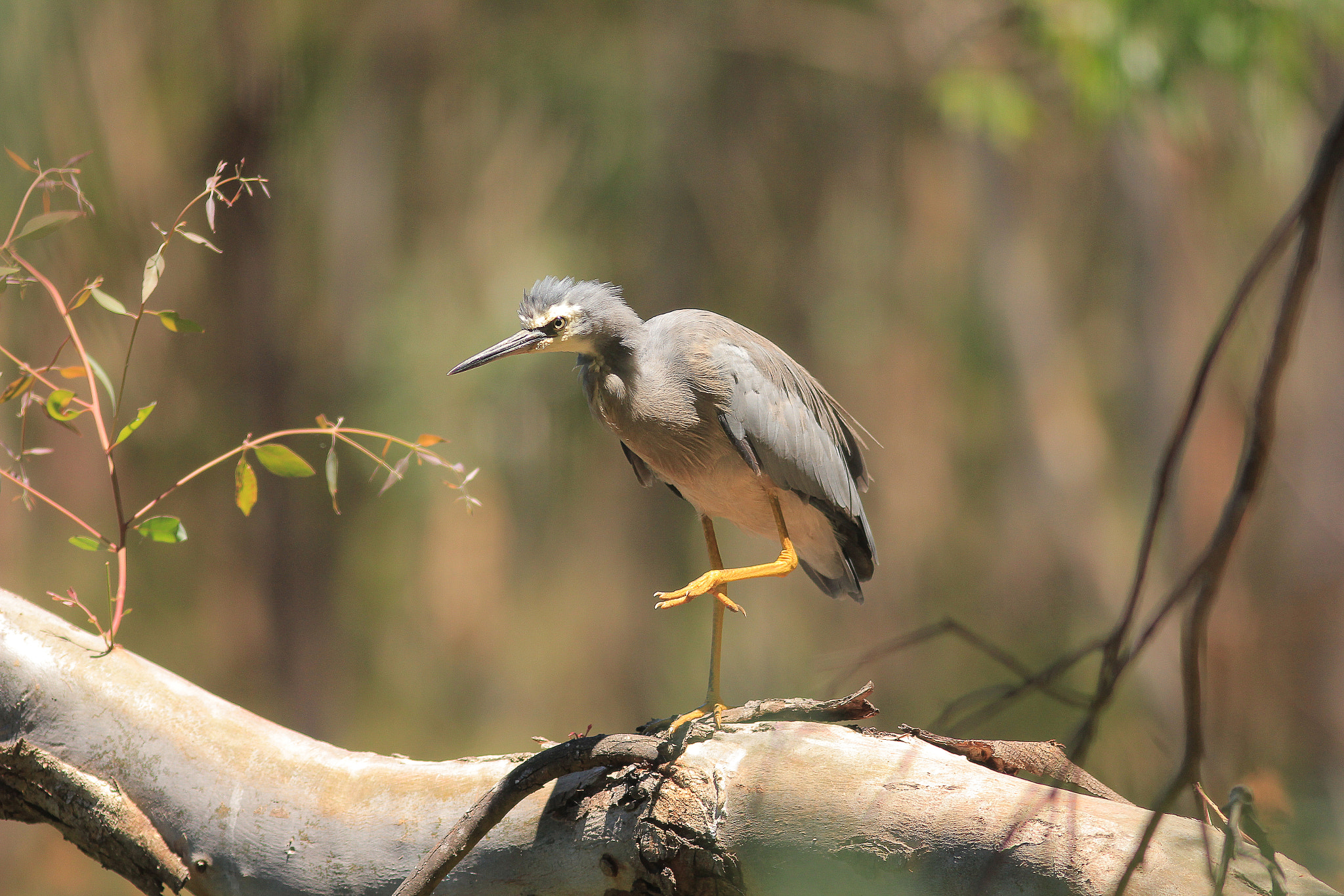 Canon EOS 550D (EOS Rebel T2i / EOS Kiss X4) + Canon EF 300mm F4L IS USM sample photo. White-faced heron photography