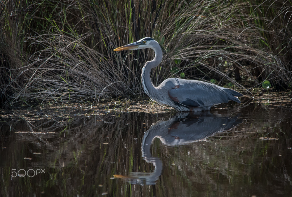 Sigma 150-500mm F5-6.3 DG OS HSM sample photo. Heron reflection photography