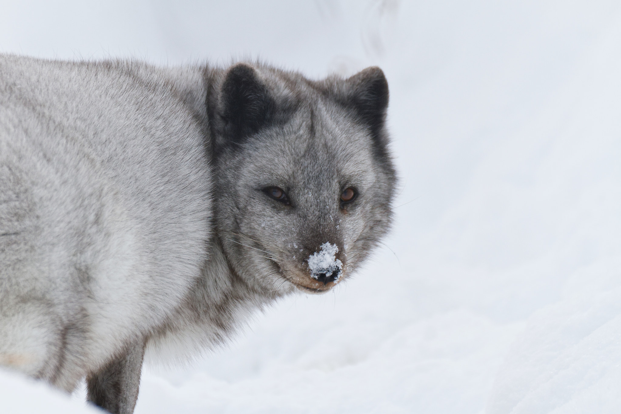 Canon EOS 7D sample photo. Arctic fox photography
