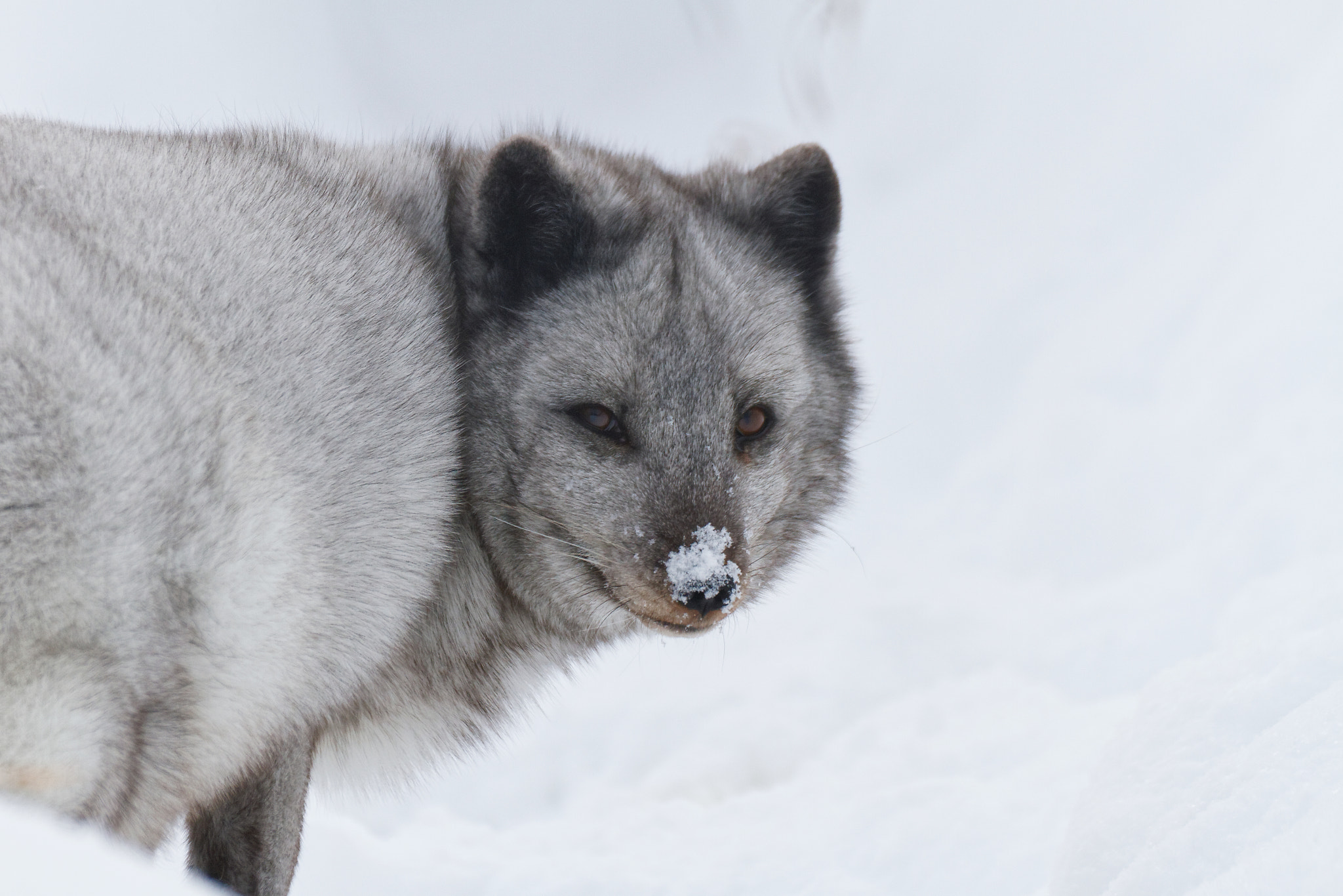 Canon EOS 7D + Tamron SP 35mm F1.8 Di VC USD sample photo. Arctic fox photography