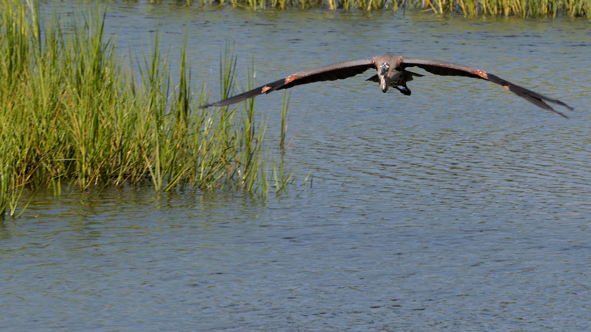 Canon EOS 7D Mark II + Canon EF 70-200mm F2.8L IS II USM sample photo. Bird 4 photography