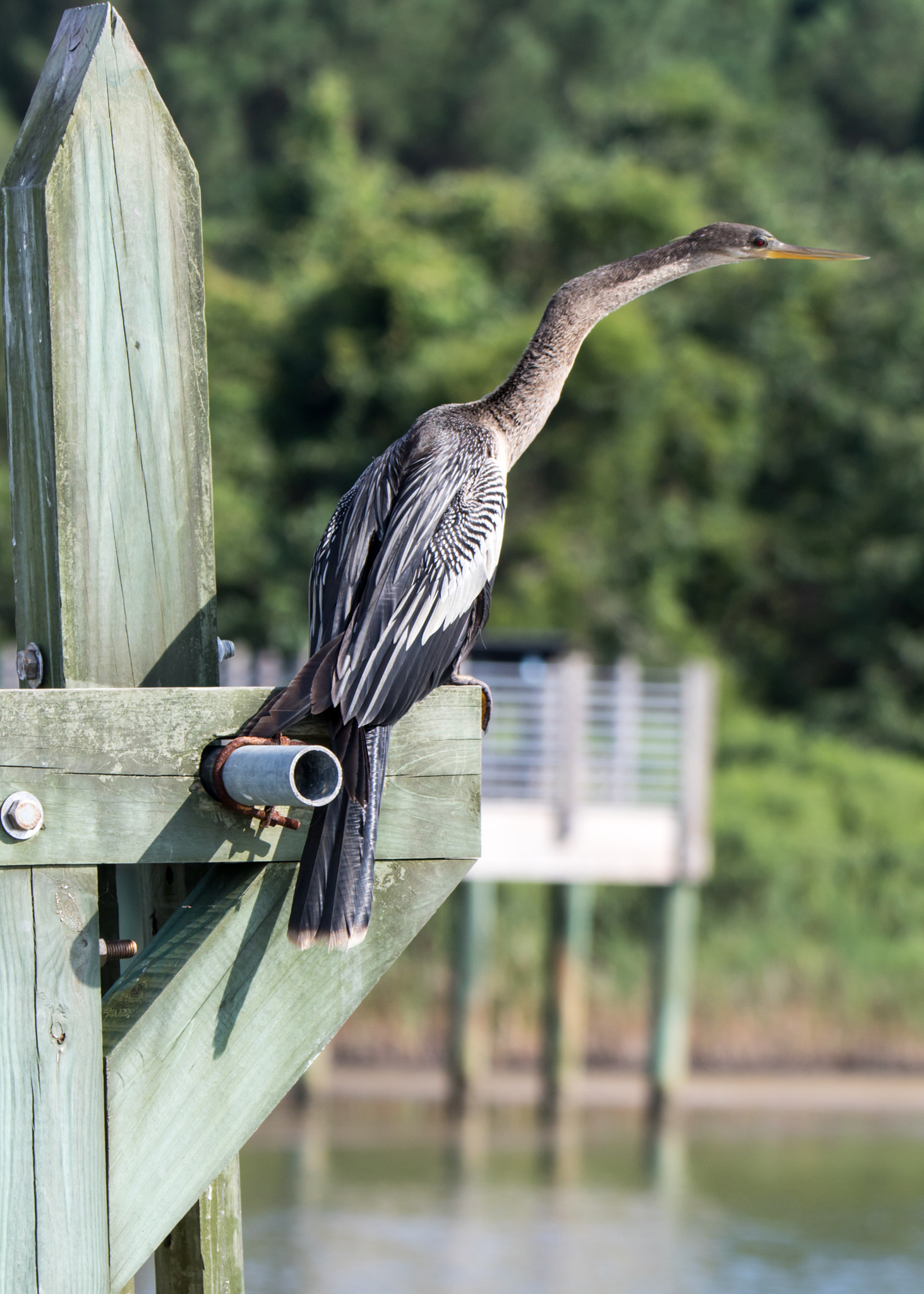 Canon EOS 7D Mark II + Canon EF 70-200mm F2.8L IS II USM sample photo. Bird 3 photography