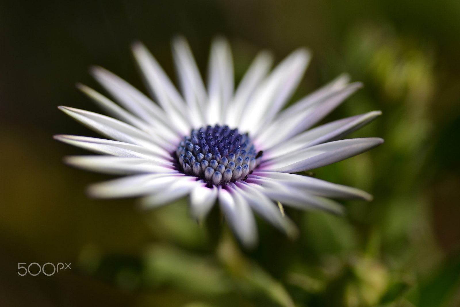 Nikon D600 sample photo. White osteospermum photography