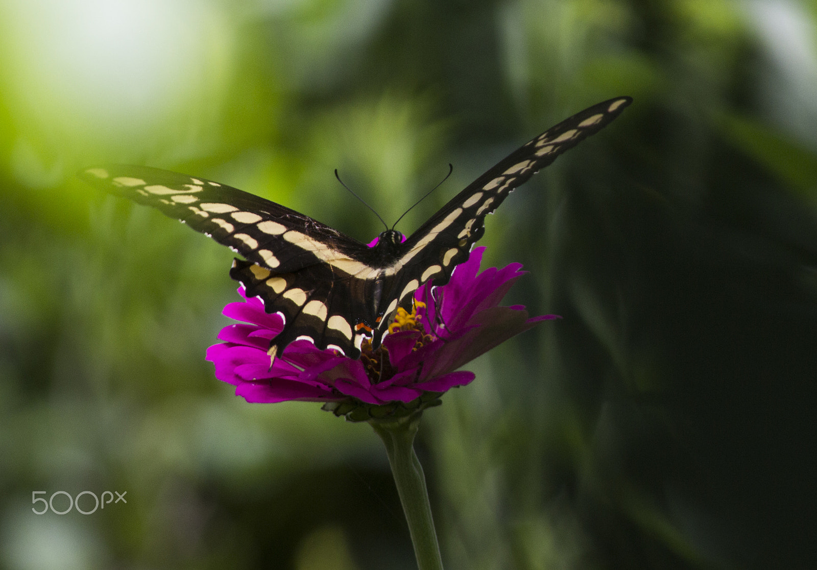 Canon EOS 600D (Rebel EOS T3i / EOS Kiss X5) sample photo. Butterfly photography