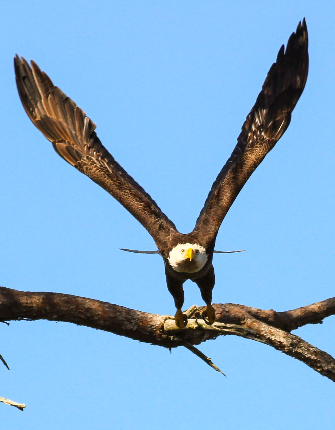 Canon EOS 600D (Rebel EOS T3i / EOS Kiss X5) + Canon EF 400mm F5.6L USM sample photo. Eagle wings photography