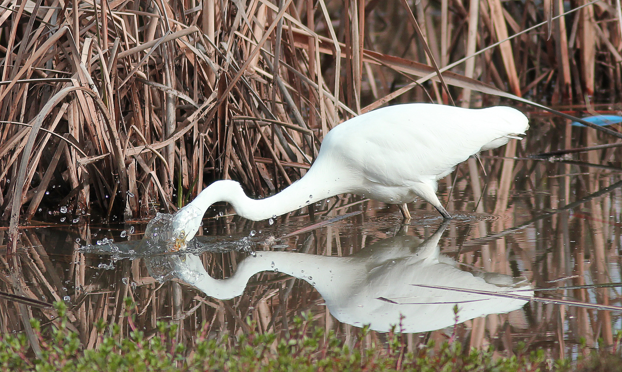 Canon EOS 550D (EOS Rebel T2i / EOS Kiss X4) + Canon EF 300mm F4L IS USM sample photo. White egret photography