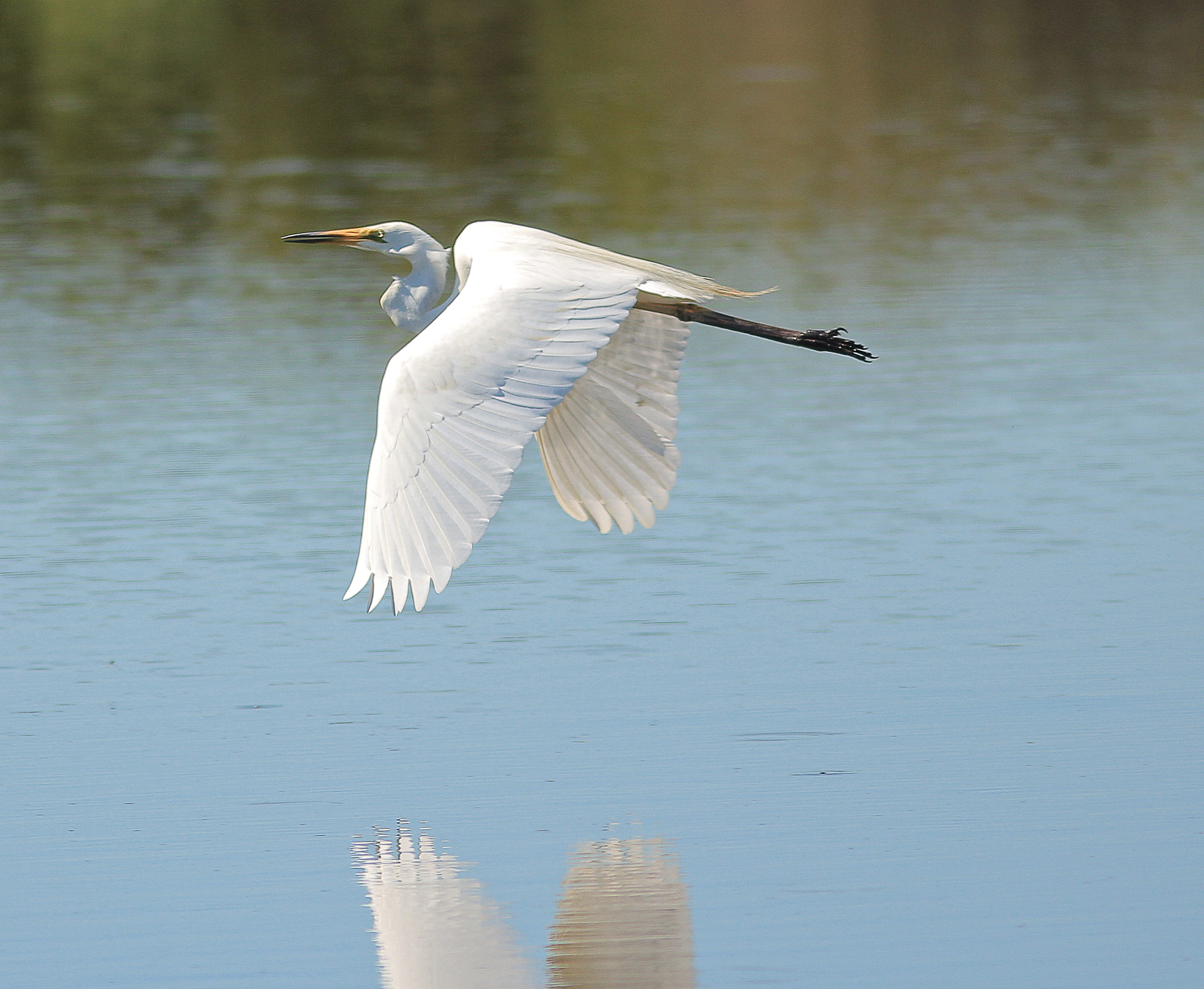 Canon EOS 550D (EOS Rebel T2i / EOS Kiss X4) + Canon EF 300mm F4L IS USM sample photo. White egret photography