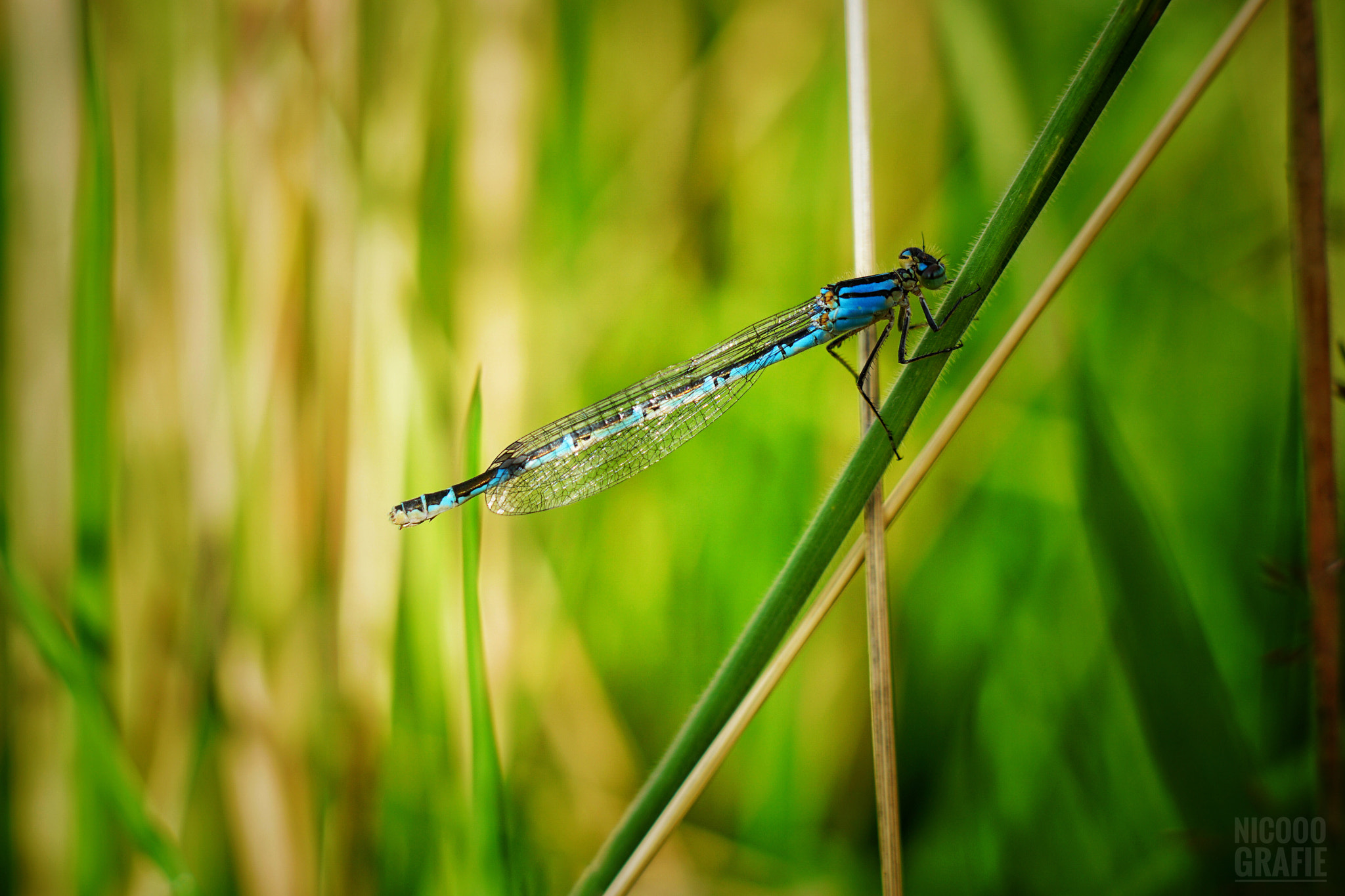 Sony a6300 + E 50mm F1.8 OSS sample photo. Green photography