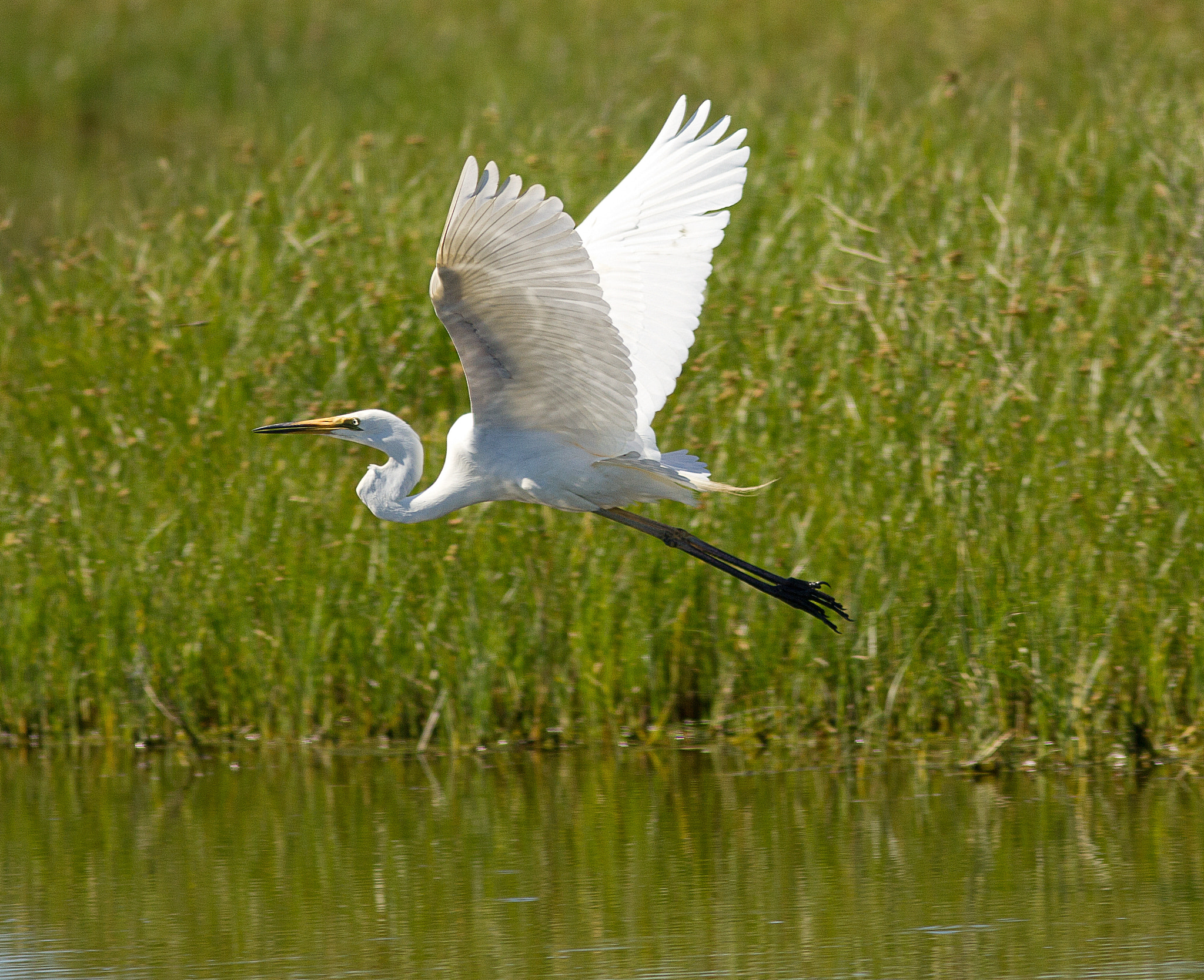 Canon EOS 550D (EOS Rebel T2i / EOS Kiss X4) + Canon EF 300mm F4L IS USM sample photo. White egret photography