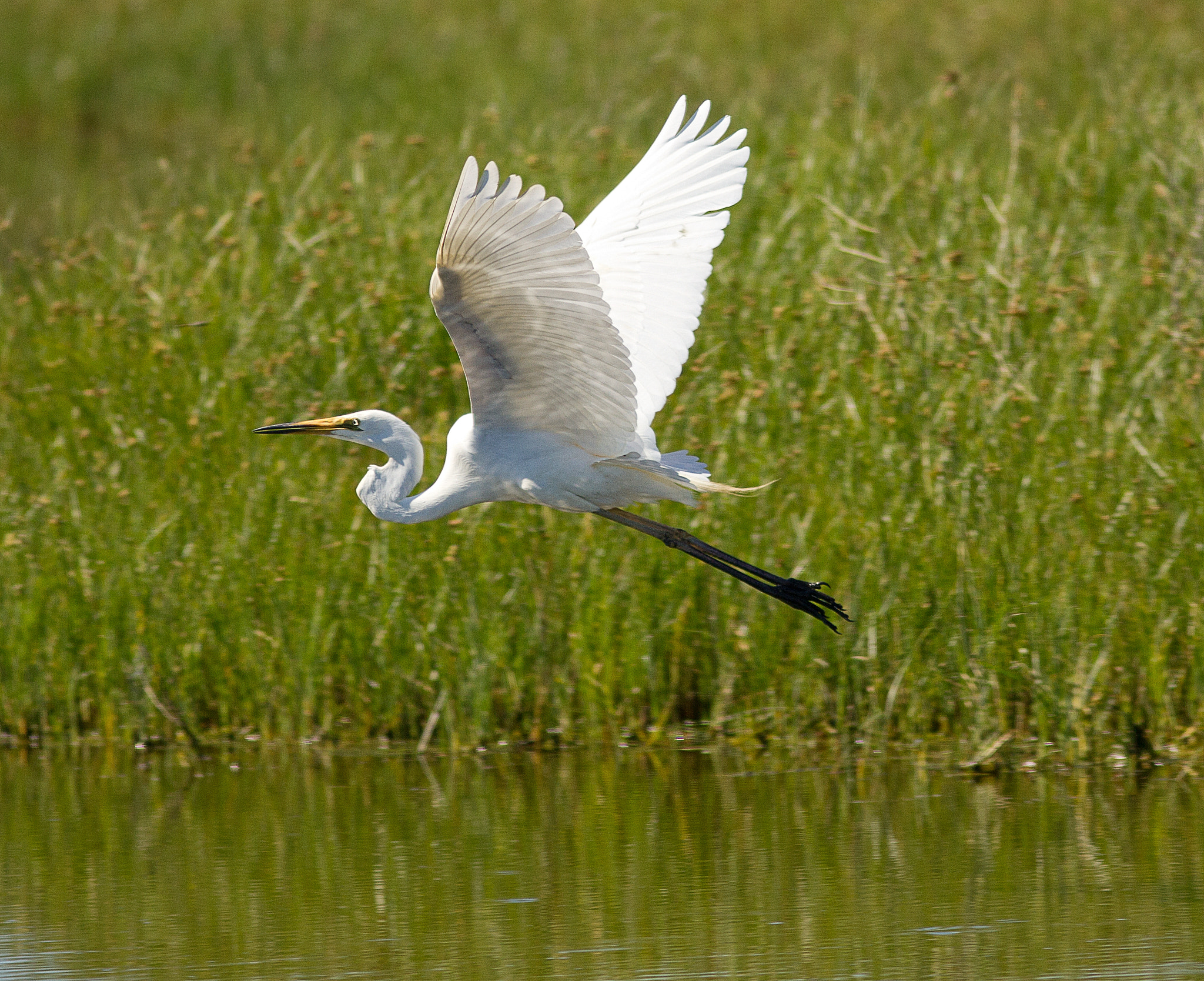 Canon EOS 550D (EOS Rebel T2i / EOS Kiss X4) sample photo. White egret photography