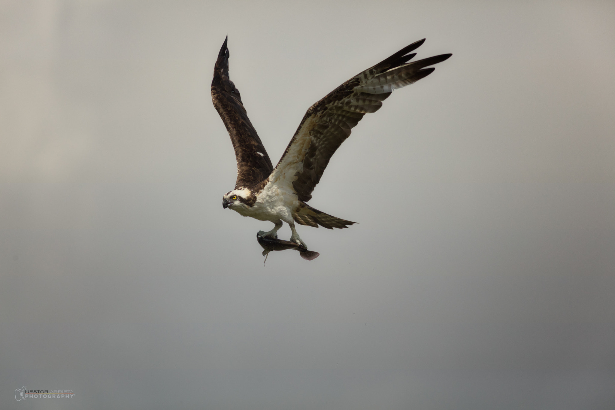 Canon EF 400mm F5.6L USM sample photo. Red tail hawk photography