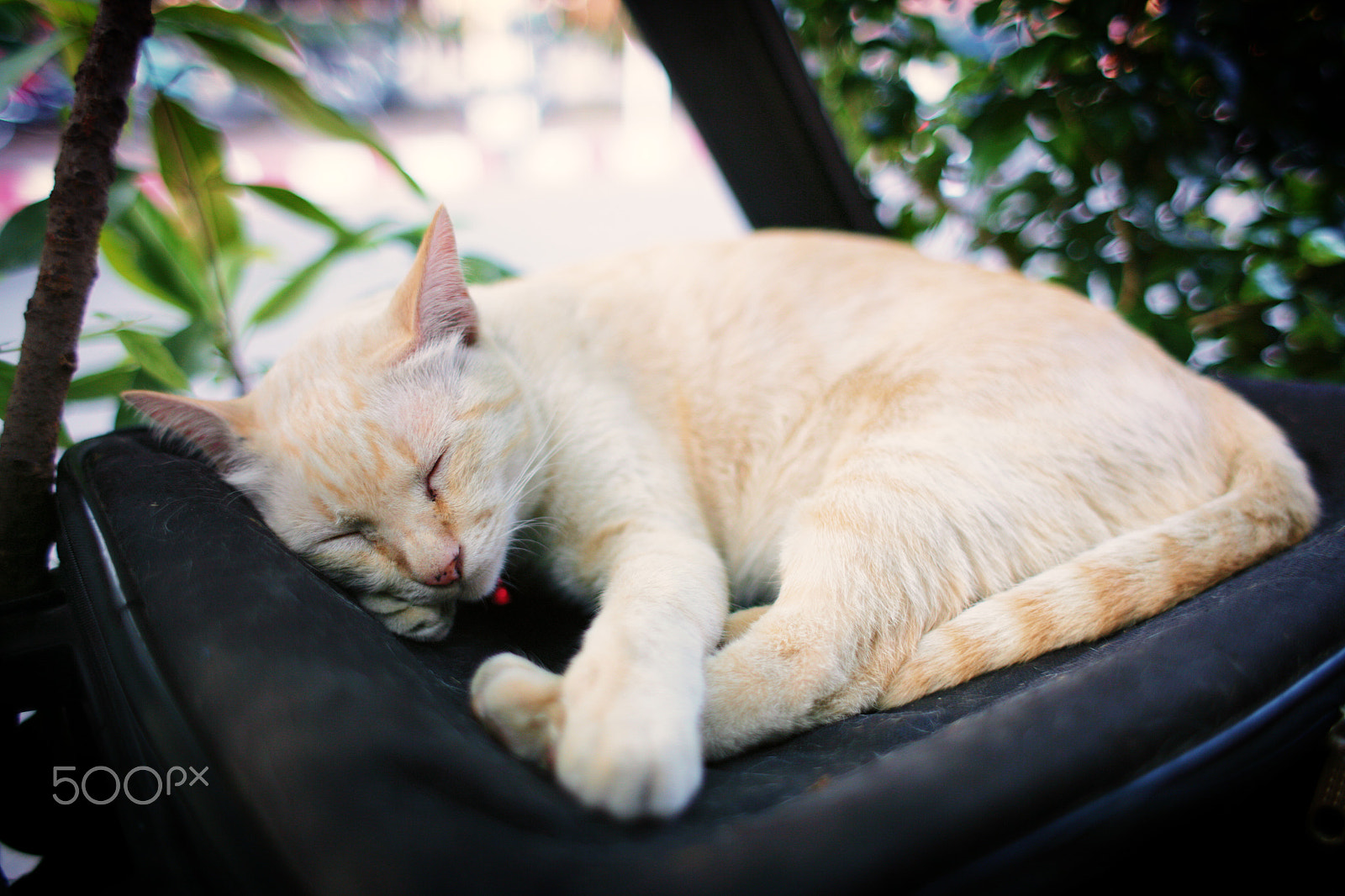 Canon EF 28mm F1.8 USM sample photo. Sleeeping cat photography