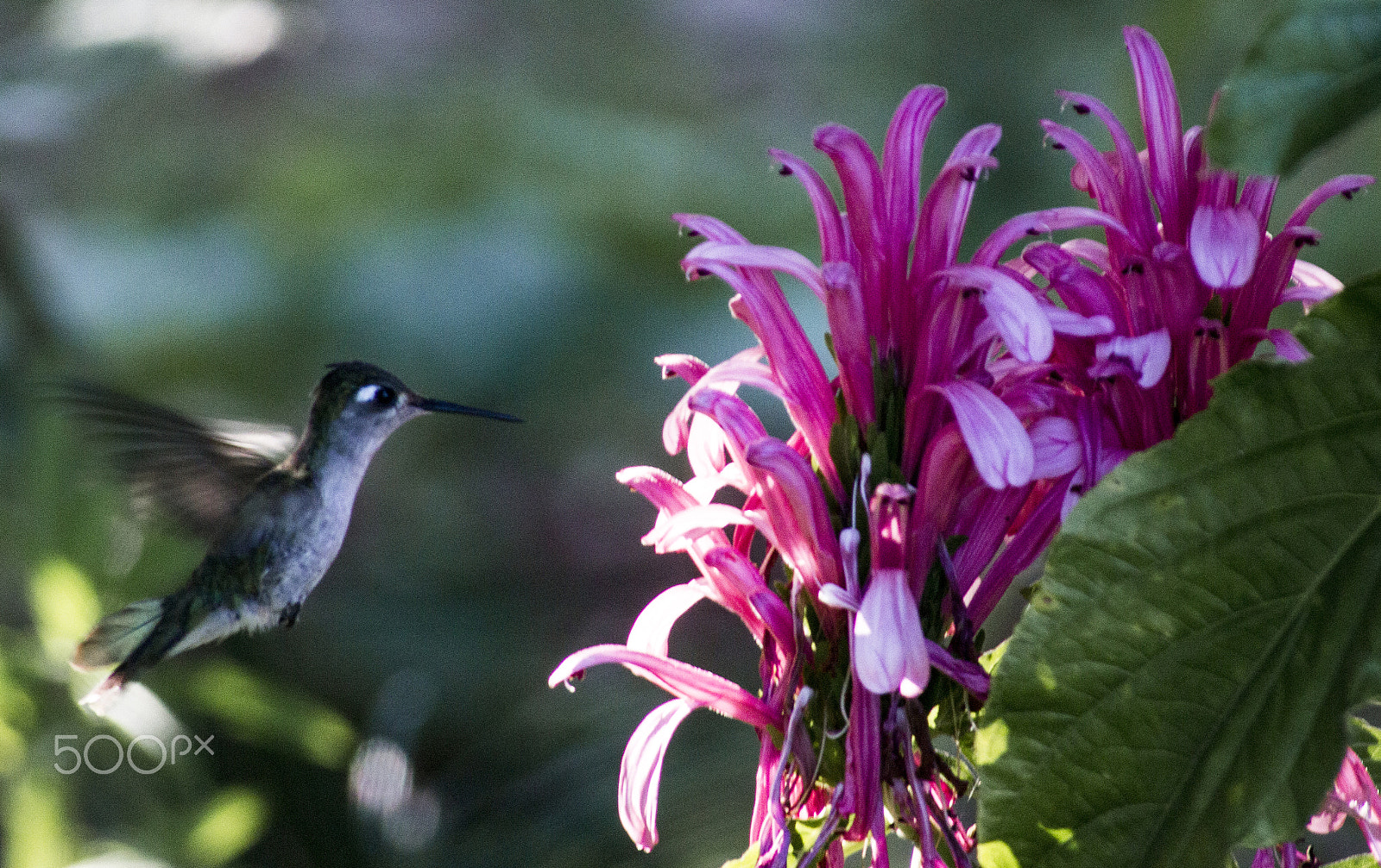 Canon EOS 600D (Rebel EOS T3i / EOS Kiss X5) sample photo. Flor photography
