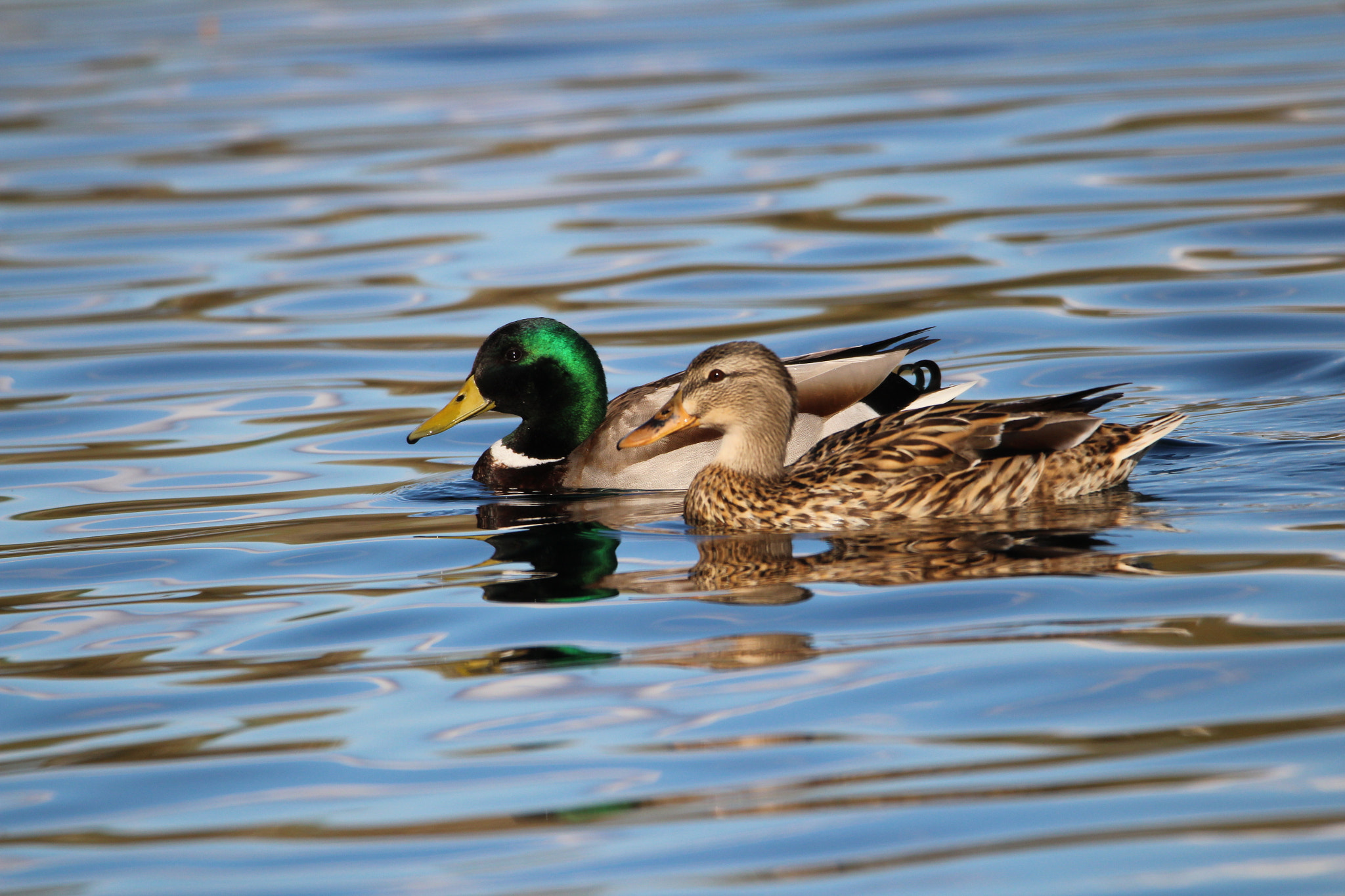 Sigma 150-600mm F5-6.3 DG OS HSM | C sample photo. Ducks photography