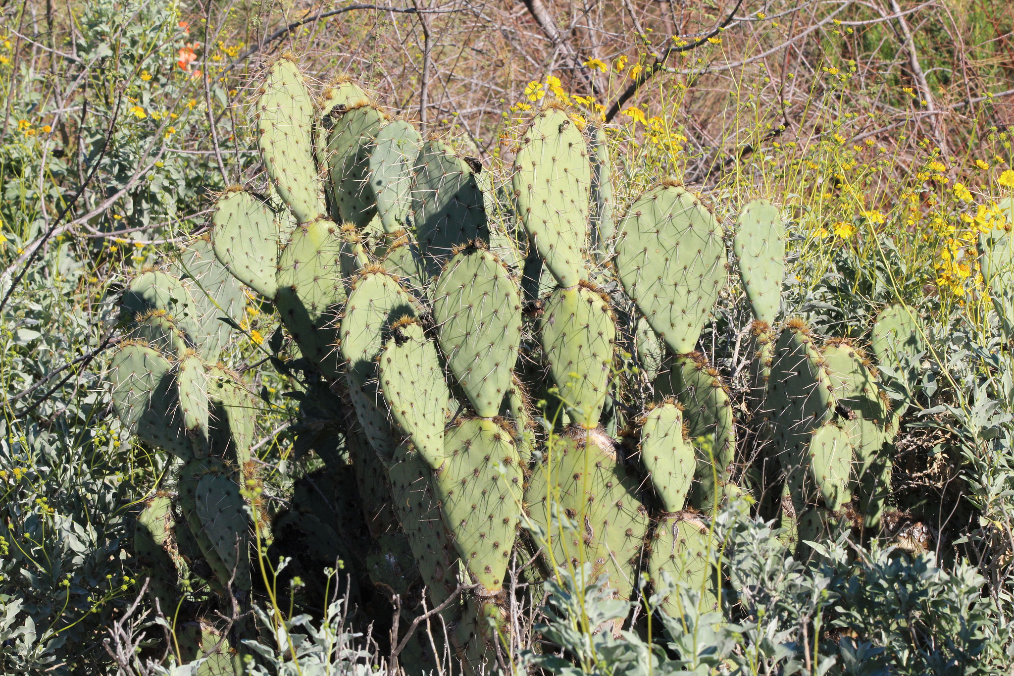 Canon EOS 1300D (EOS Rebel T6 / EOS Kiss X80) + Sigma 150-600mm F5-6.3 DG OS HSM | C sample photo. Prickly pear cactus photography